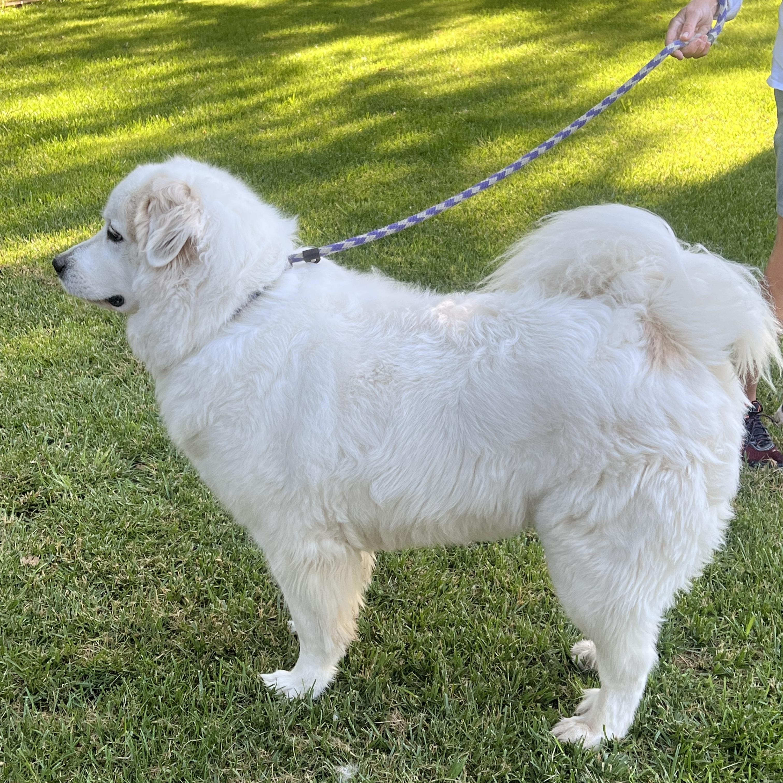 Enlarge LUNA, an adoptable Great Pyrenees in Granite Bay, CA image 2/5