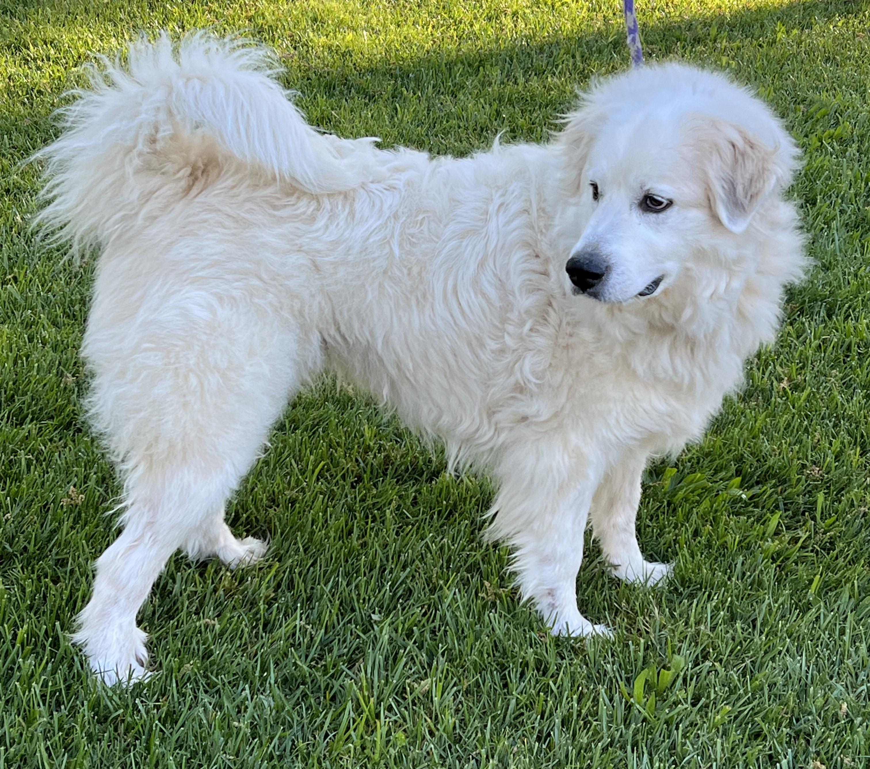Enlarge LUNA, an adoptable Great Pyrenees in Granite Bay, CA image 3/4