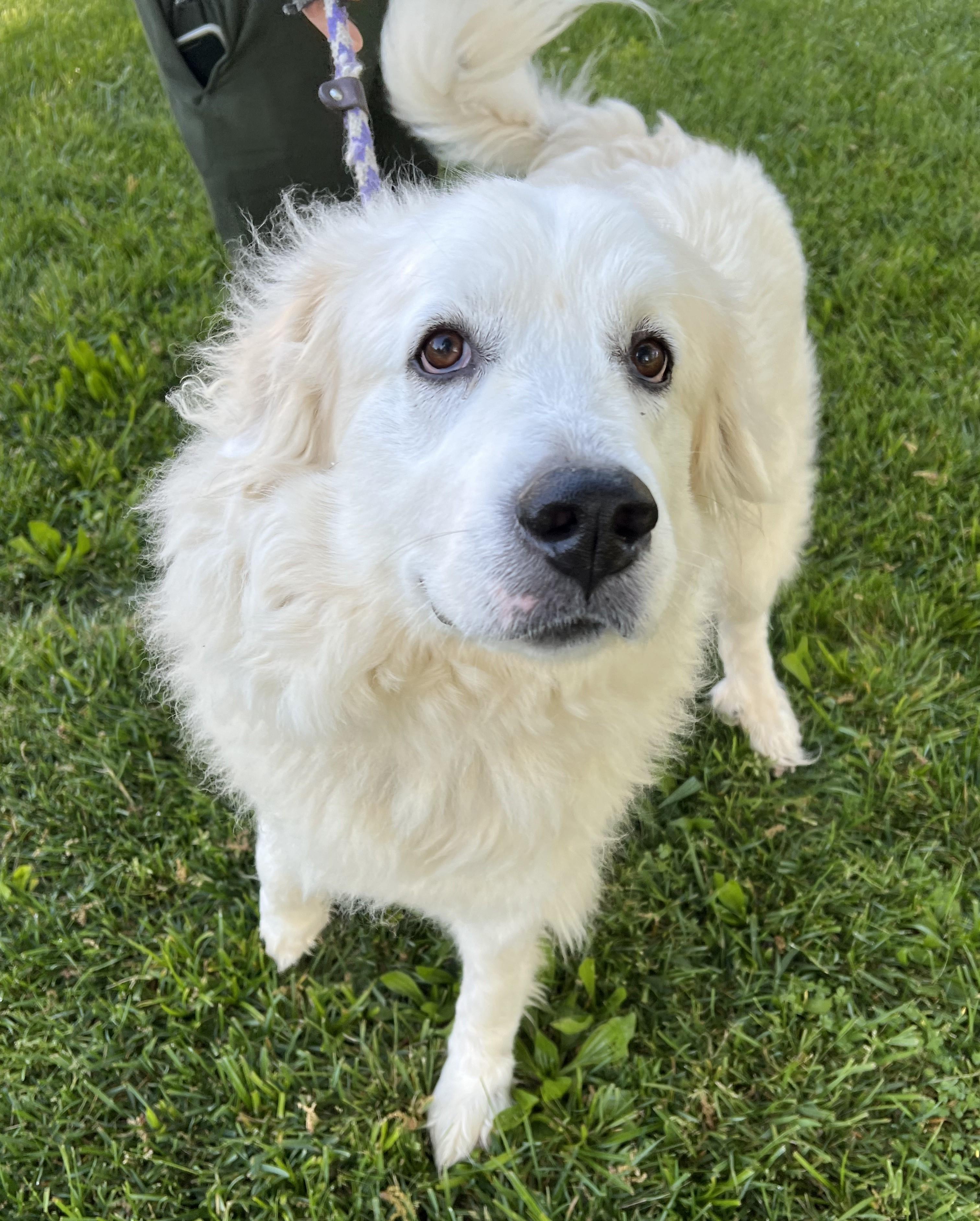 Enlarge LUNA, an adoptable Great Pyrenees in Granite Bay, CA image 4/4