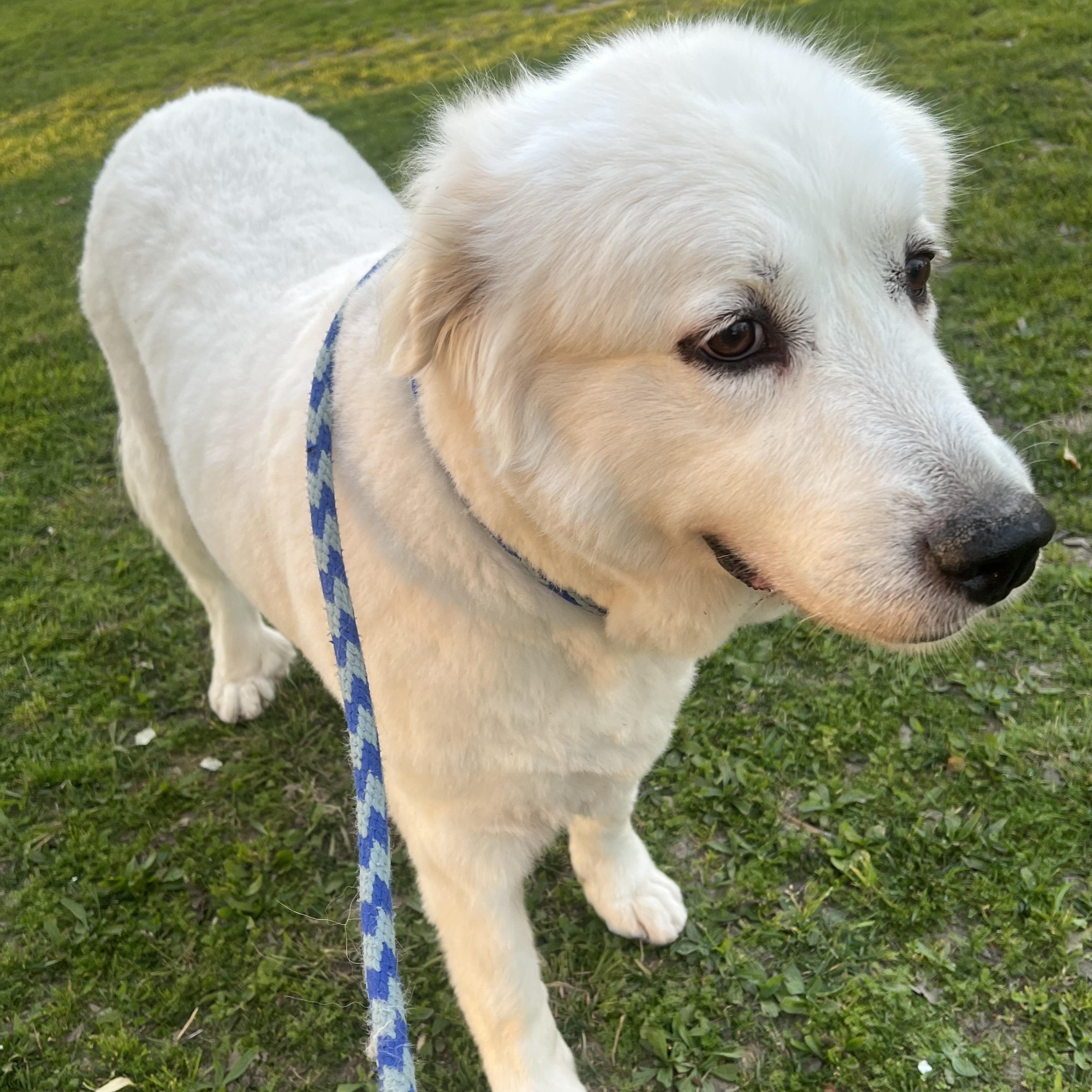 Enlarge LUNA, an adoptable Great Pyrenees in Granite Bay, CA image 5/5