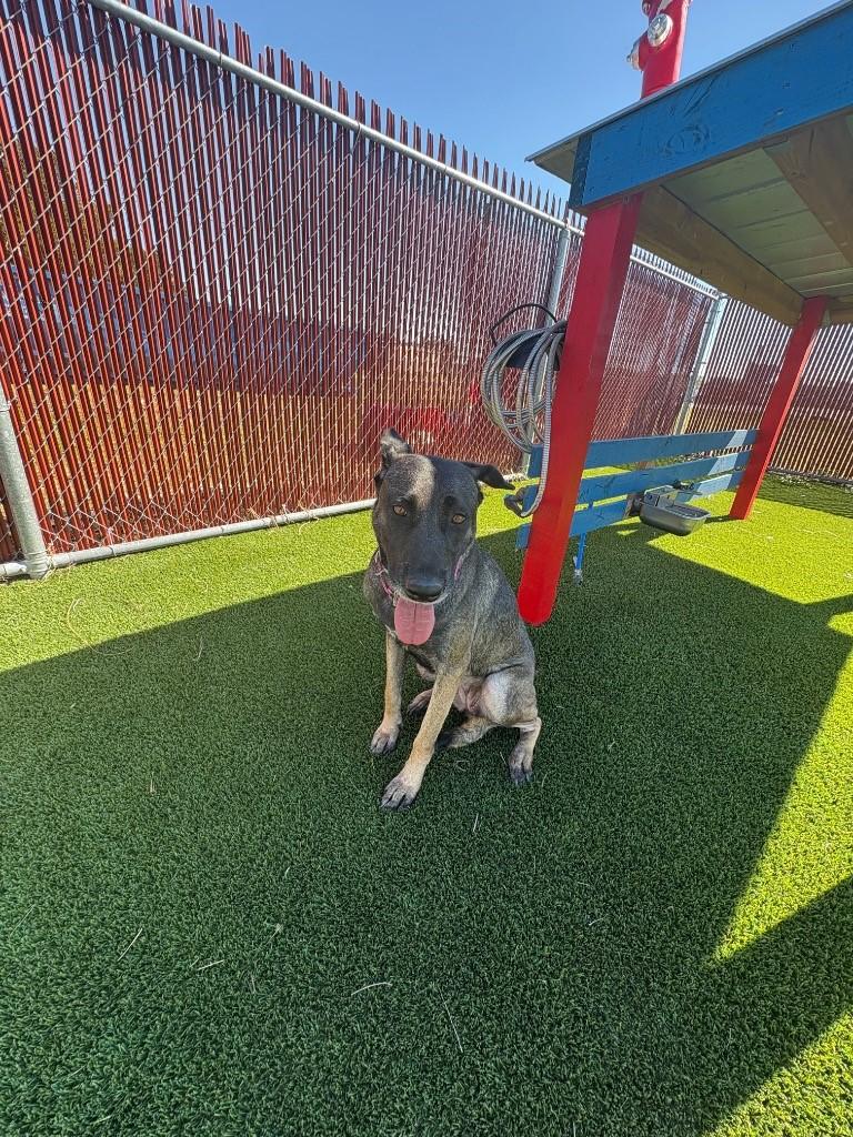 Jasmine, Adoptable, Young Female Belgian Shepherd / Malinois.
