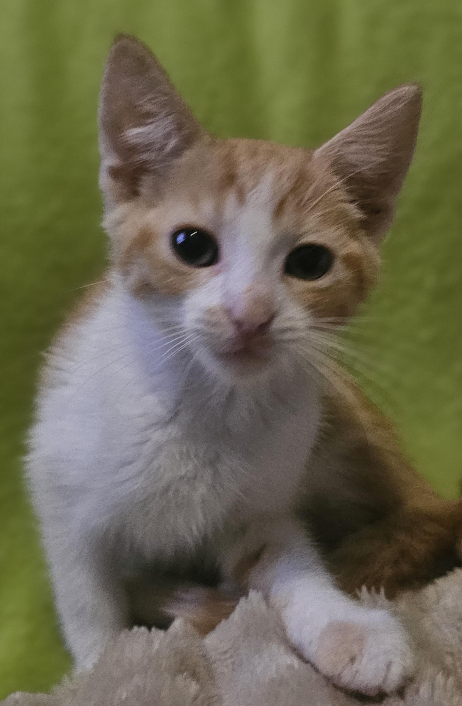 Rufus, Adoptable, Kitten Male Domestic Short Hair.