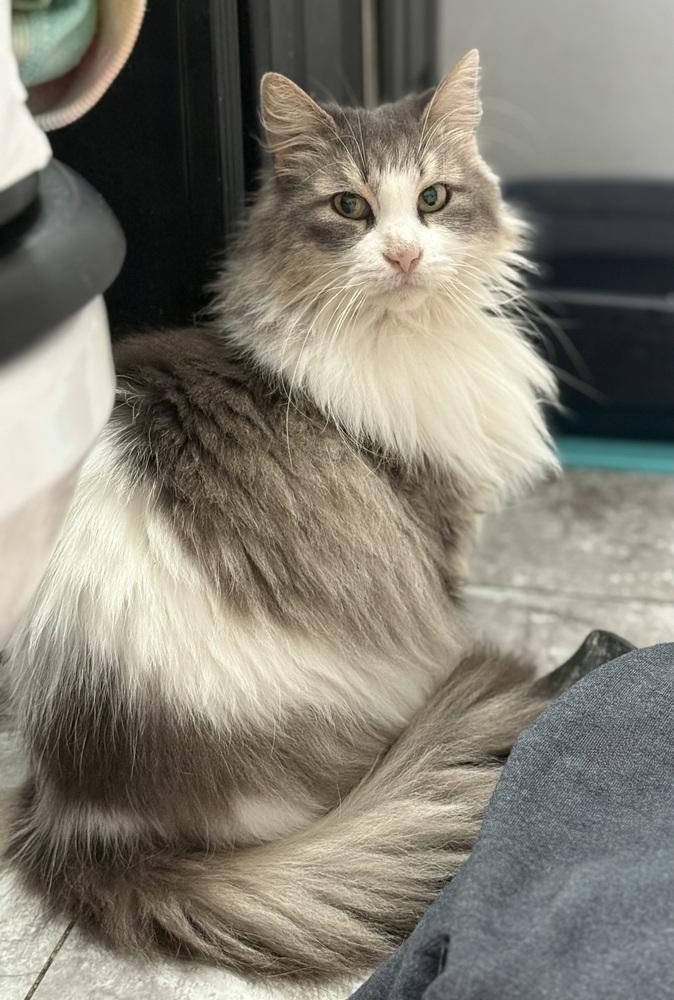 Pixie, Adoptable, Adult Female Domestic Long Hair.