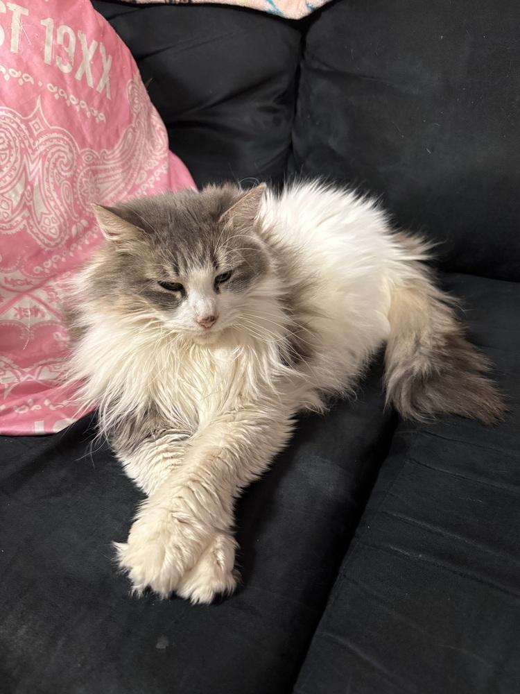 Enlarge Pixie, a Adoptable mixed breed in Taylor, PA image 2/2