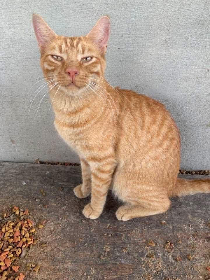Tucker, Adopted, Adult Male Domestic Short Hair.