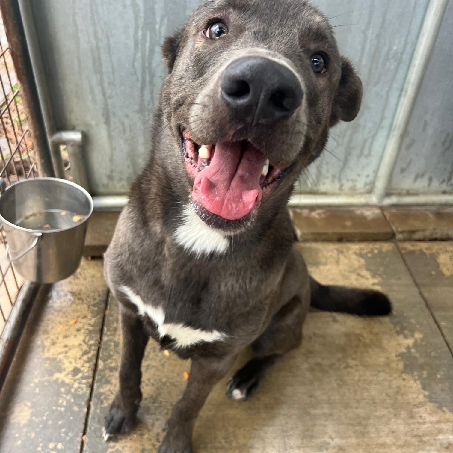 Enlarge Havoc, a ADOPTABLE mixed breed in Oakdale, CA image 1/1