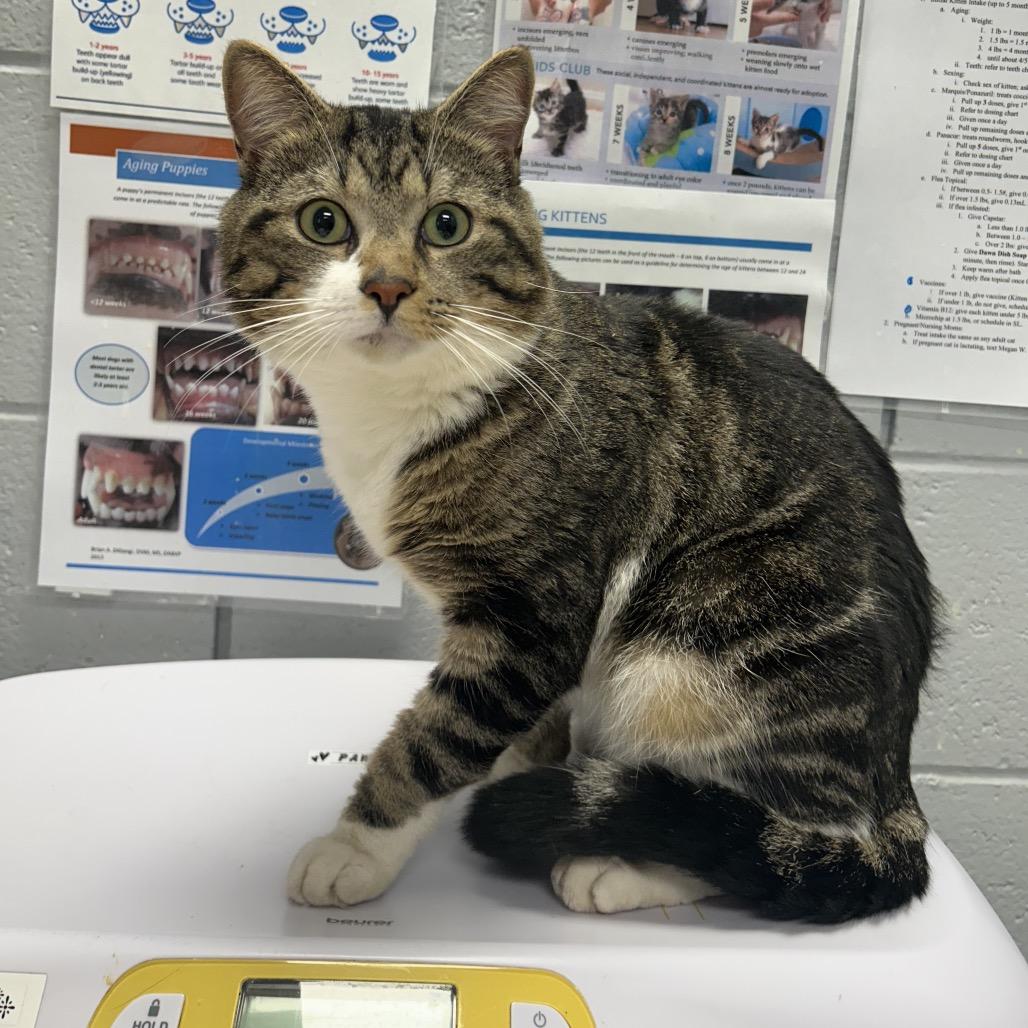 Kelp Juice (Critter Barn), Adoptable, Adult Male Domestic Short Hair.