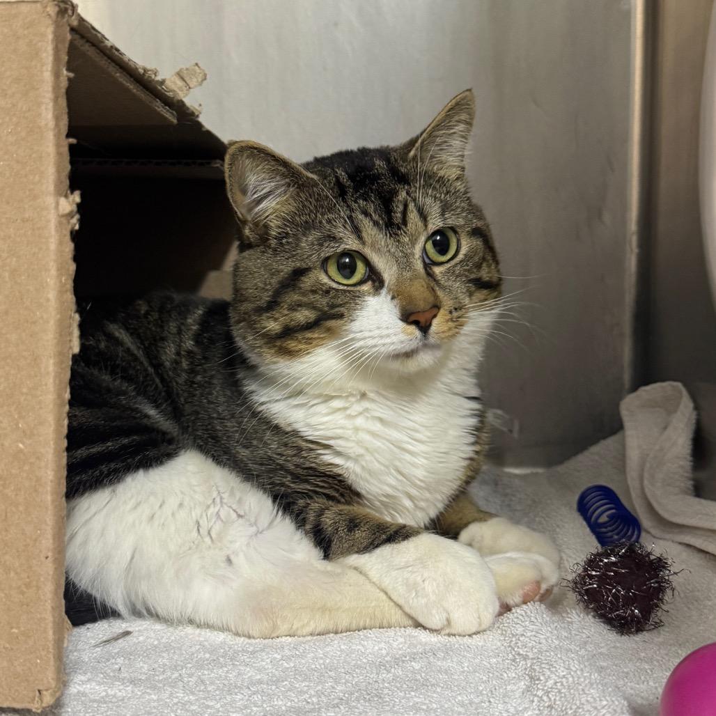 Enlarge Kelp Juice (Critter Barn), a Adoptable Domestic Short Hair in West Olive, MI image 2/2