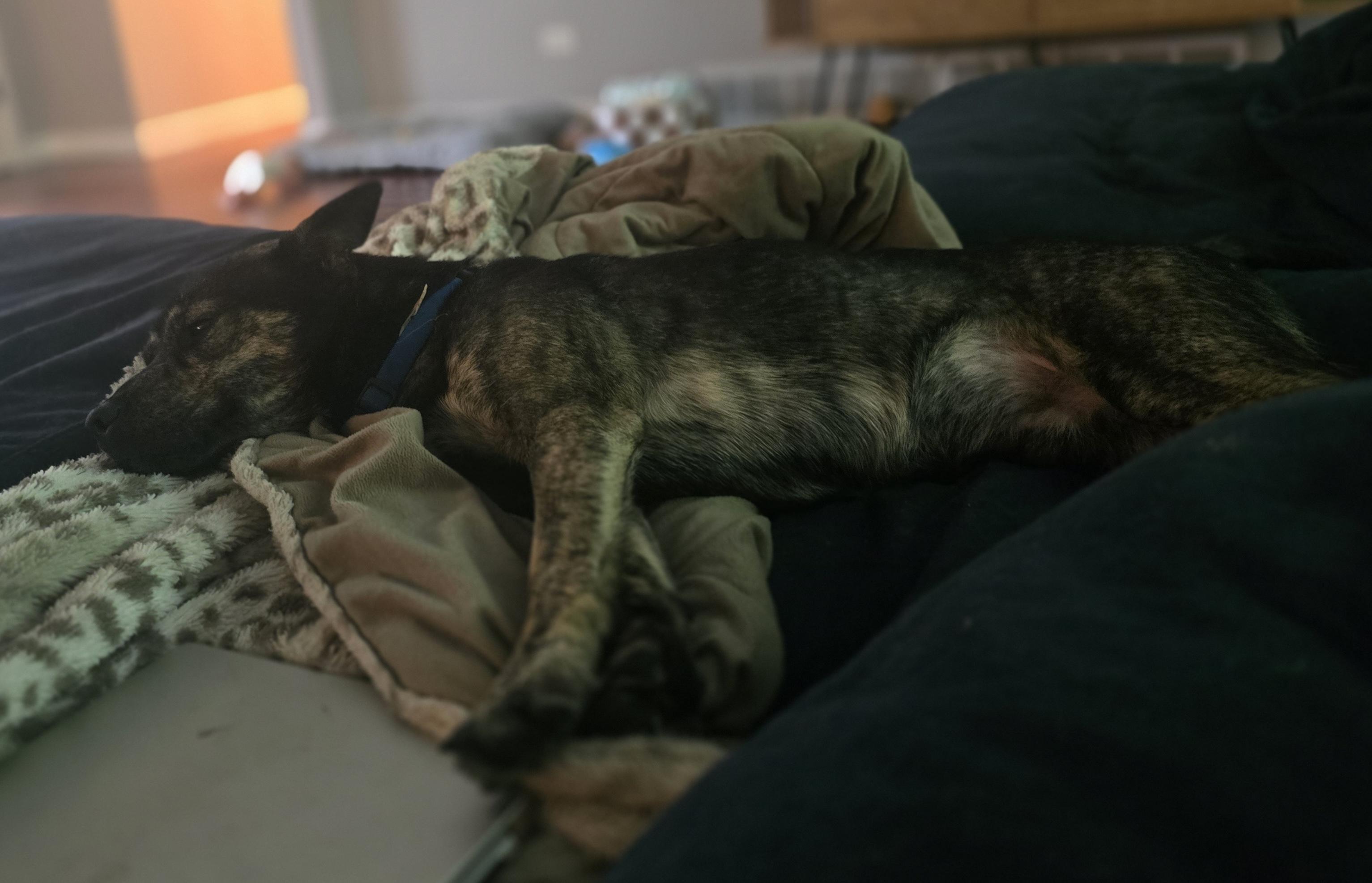 Enlarge Cash, a ADOPTABLE mixed breed in Aurora, IL image 3/3