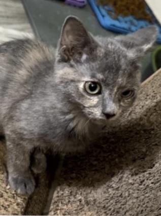 Enlarge Trixie, a Adoptable Dilute Tortoiseshell in Evans City, PA image 2/2
