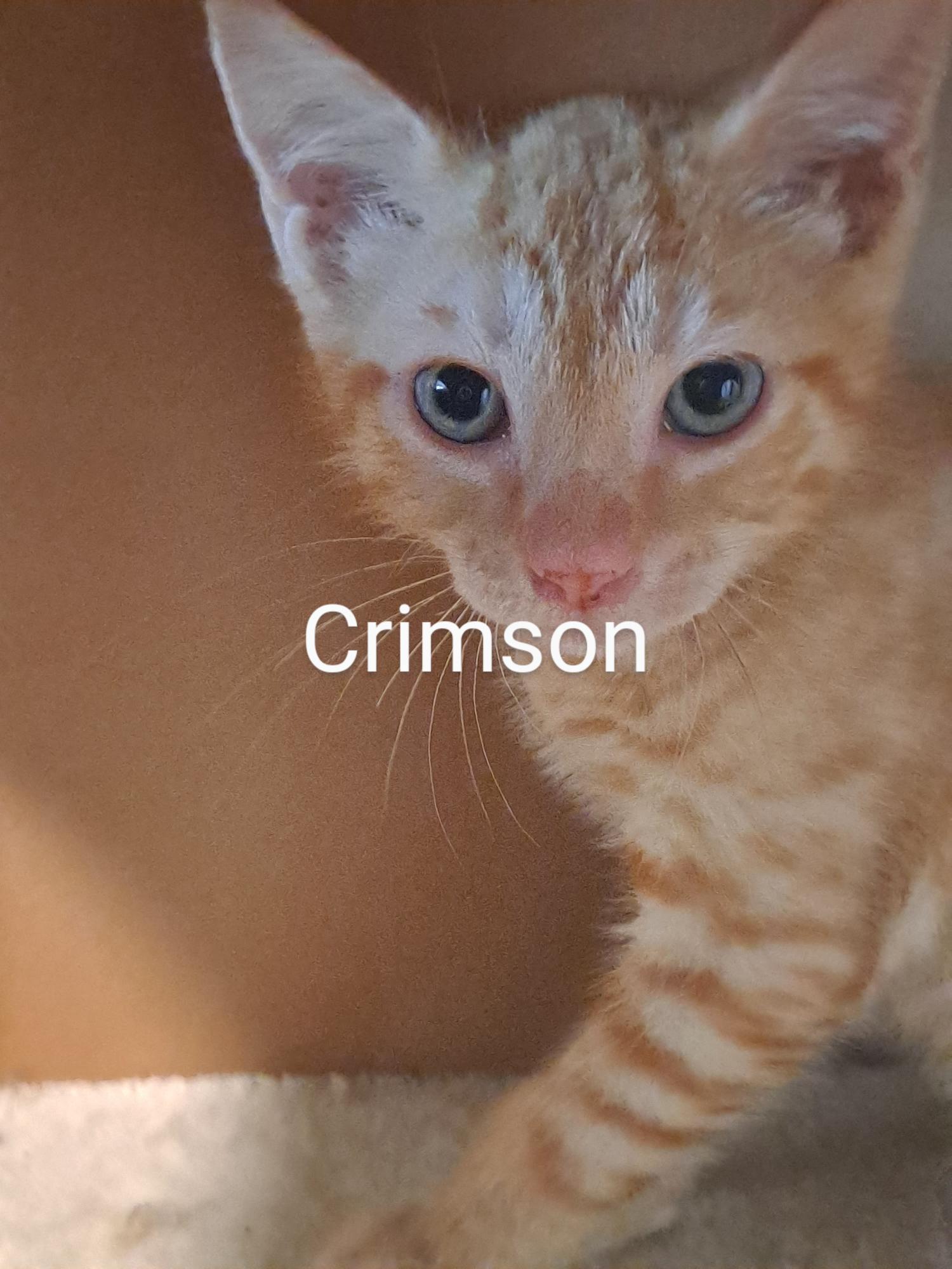 Enlarge Crimson (9695) Adopted, a Adopted Domestic Short Hair in Wesley Chapel, FL image 1/3