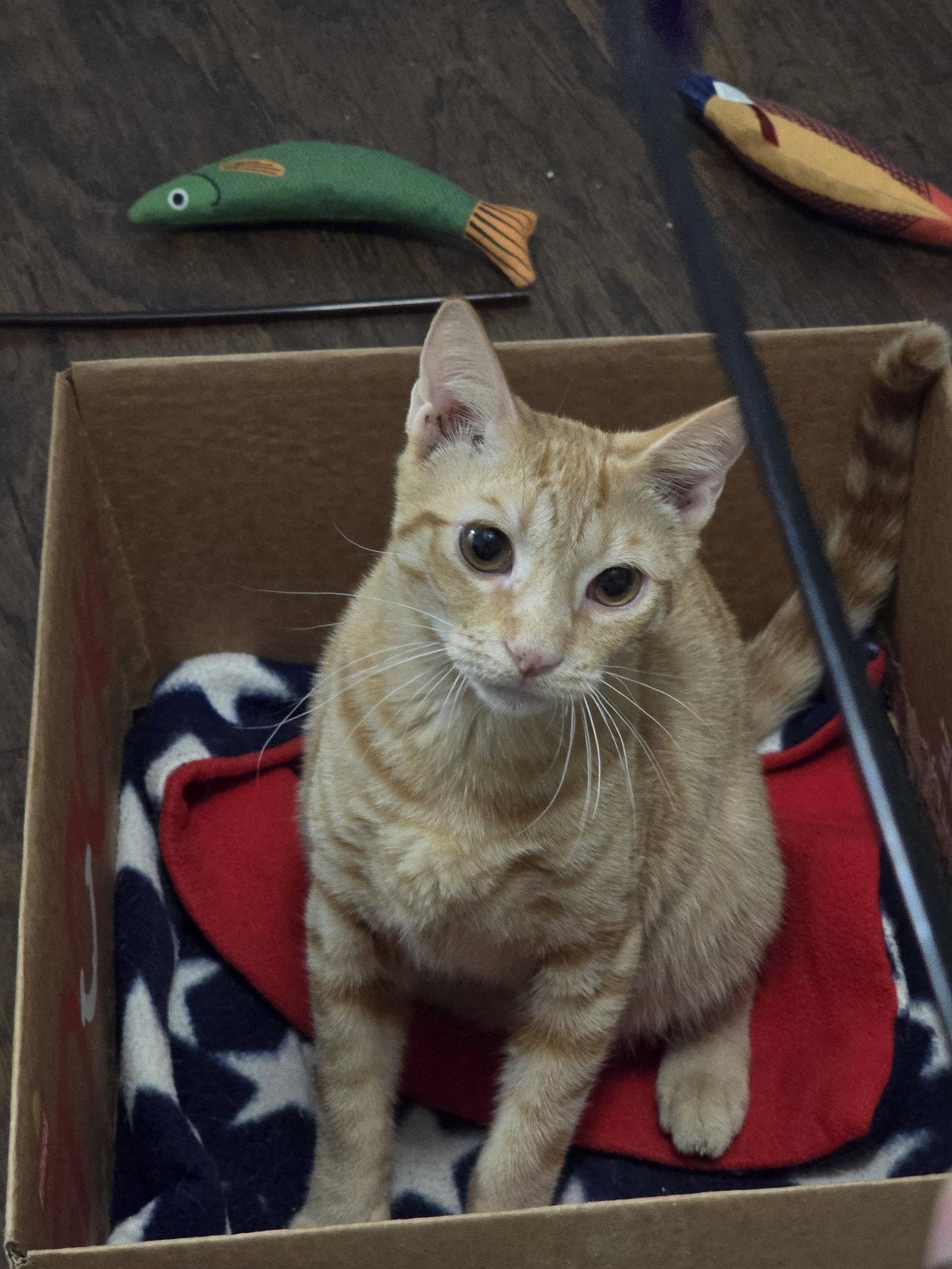 Enlarge Crimson (9695) Adopted, a Adopted Domestic Short Hair in Wesley Chapel, FL image 3/3