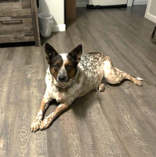 KOBE, Adoptable, Young Male Australian Cattle Dog / Blue Heeler & Australian Cattle Dog / Blue Heeler.