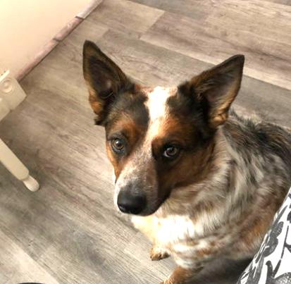 Enlarge KOBE, a Adoptable mixed breed in Chandler, AZ image 2/3