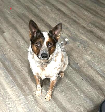 Enlarge KOBE, a Adoptable mixed breed in Chandler, AZ image 3/3