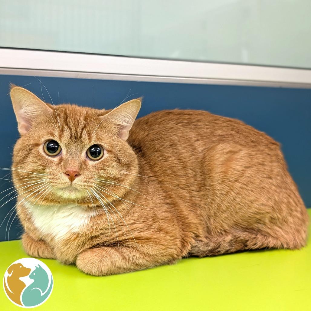 Maximilian, Adoptable, Adult Male Domestic Short Hair.