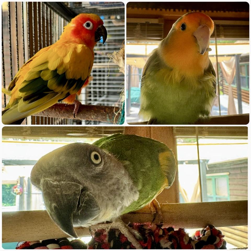 Cosmo, Peaches & Snickers, Adopted, Adult Male Poicephalus / Senegal.