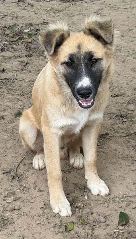 Johnny, Adoptable, Young Male Anatolian Shepherd.