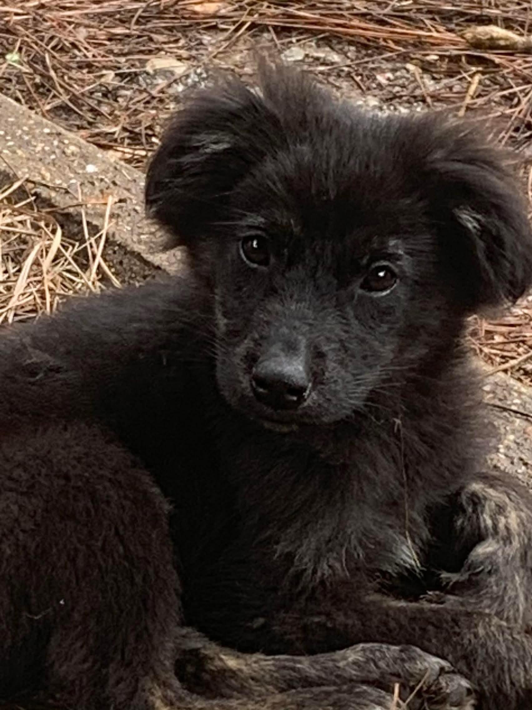 Enlarge Townsend , an adopted mixed breed in Billerica, MA image 3/4