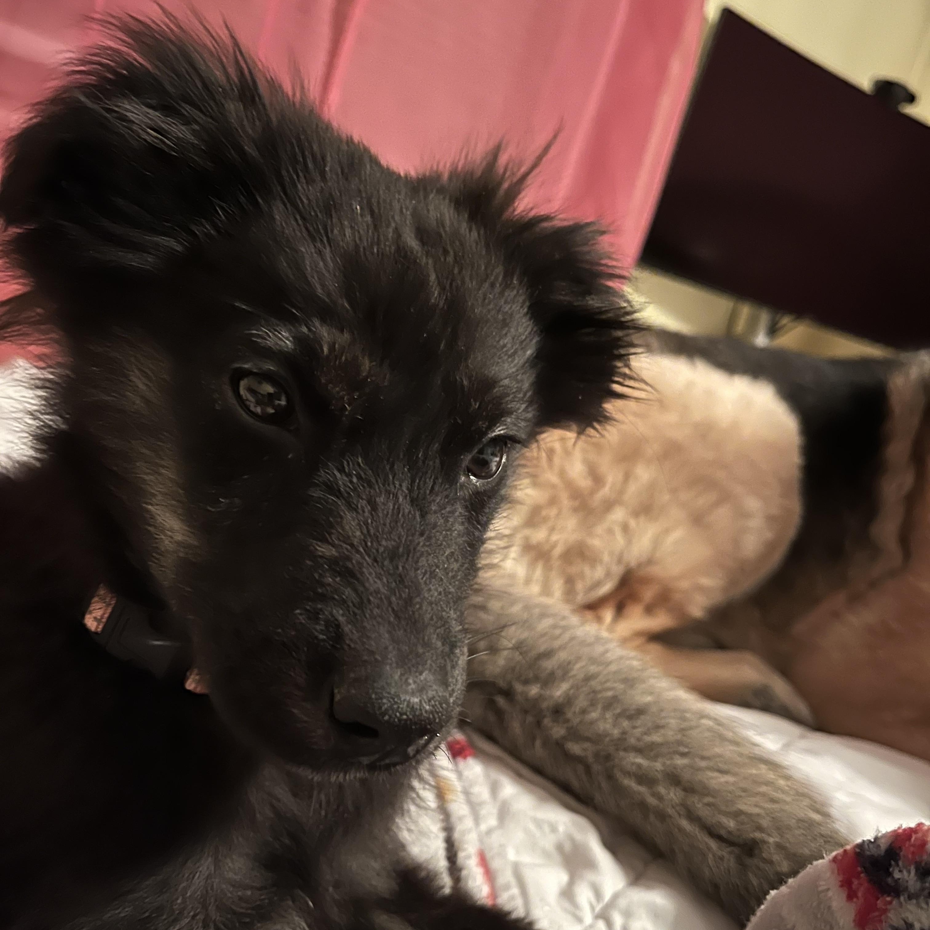 Enlarge Townsend , an adopted mixed breed in Billerica, MA image 2/4