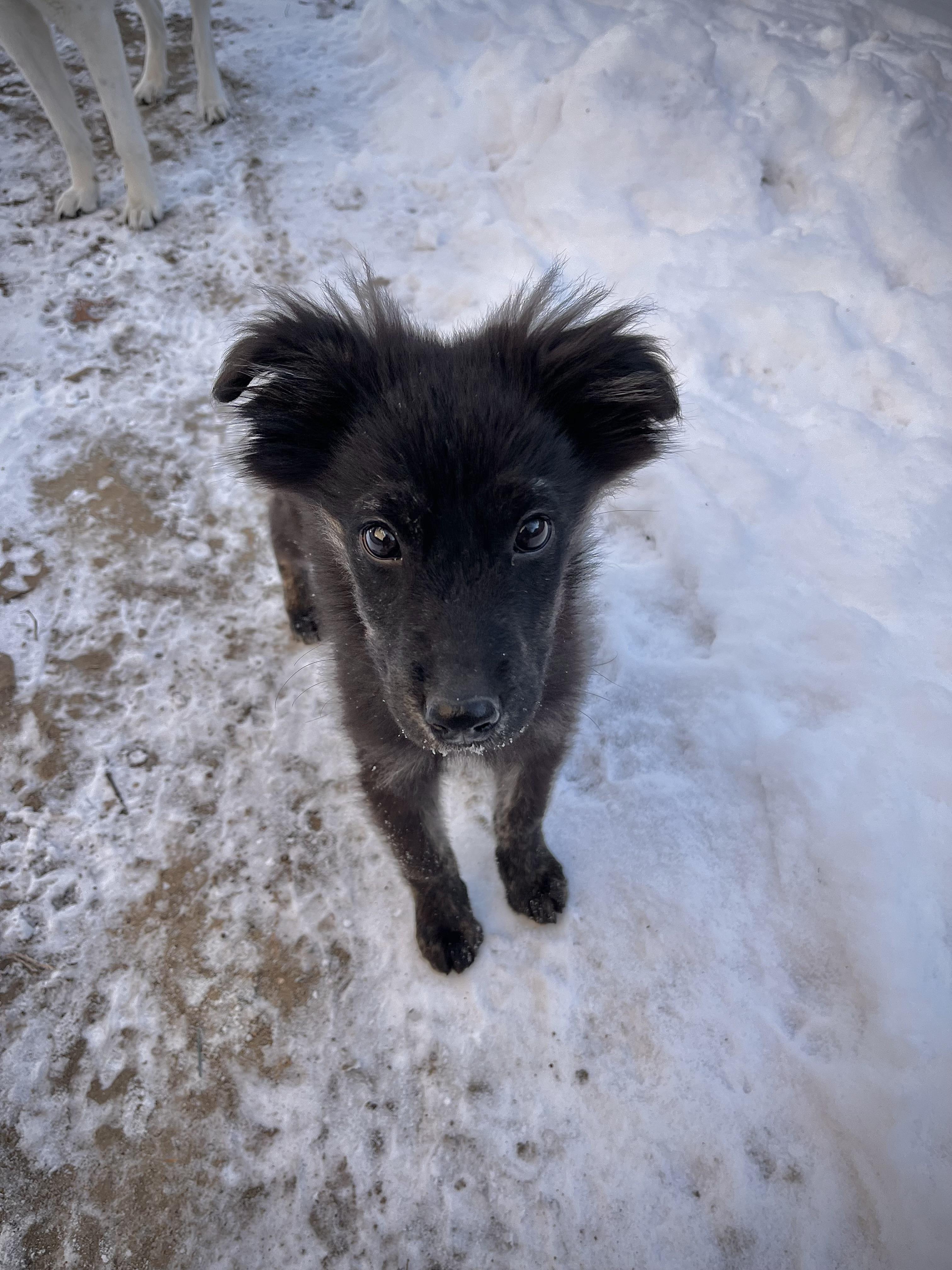 Townsend , adopted, Puppy Male Shepherd & Mixed Breed.
