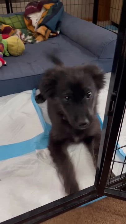 Enlarge Townsend , an adopted mixed breed in Billerica, MA video 4/4