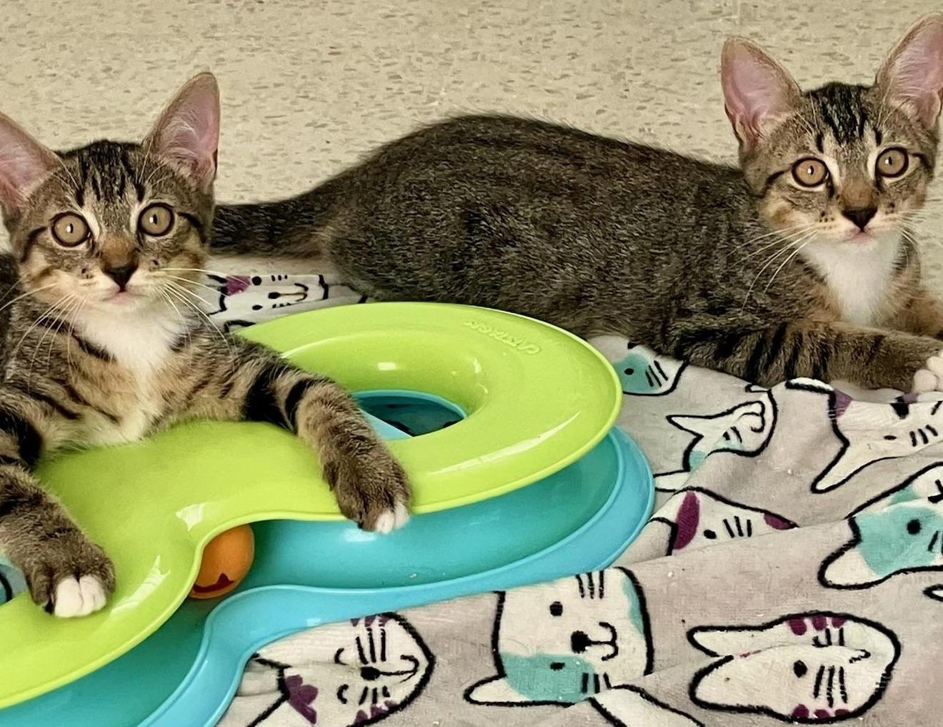 Techno & Geisha BONDED, Adoptable, Kitten Female Domestic Short Hair.