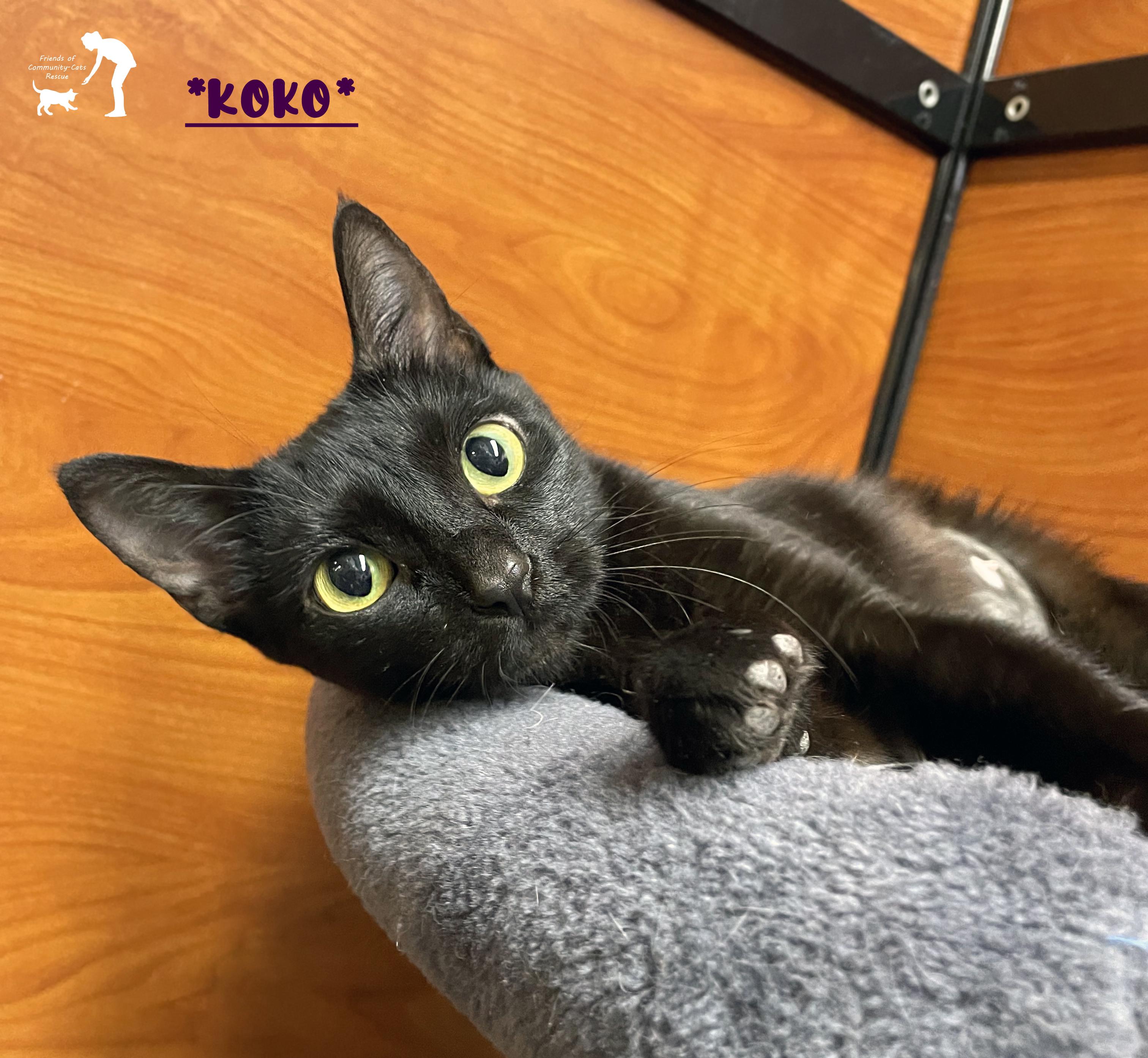 Enlarge Koko, a Adopted Domestic Short Hair in Centerville, UT image 1/5
