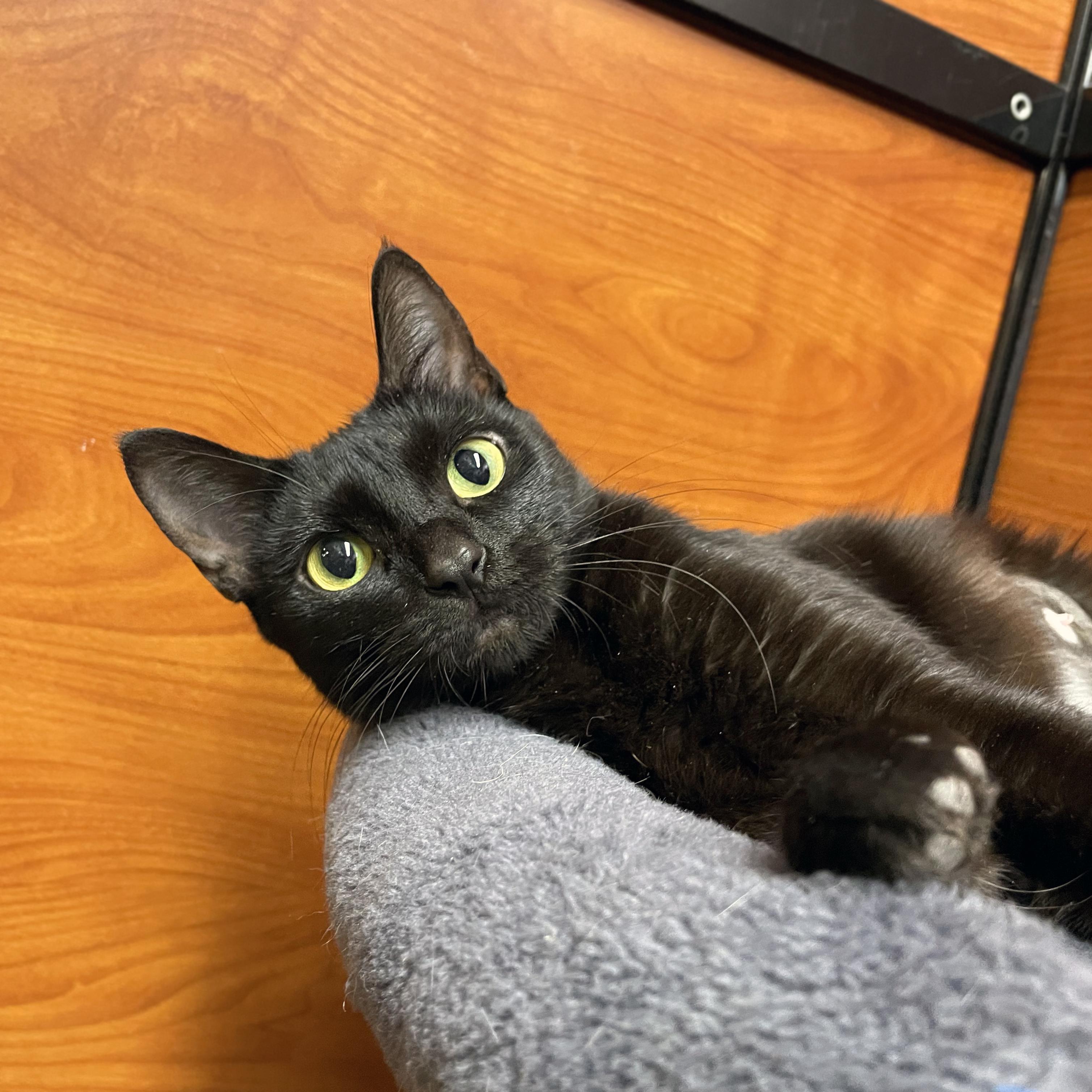 Enlarge Koko, a Adopted Domestic Short Hair in Centerville, UT image 4/5