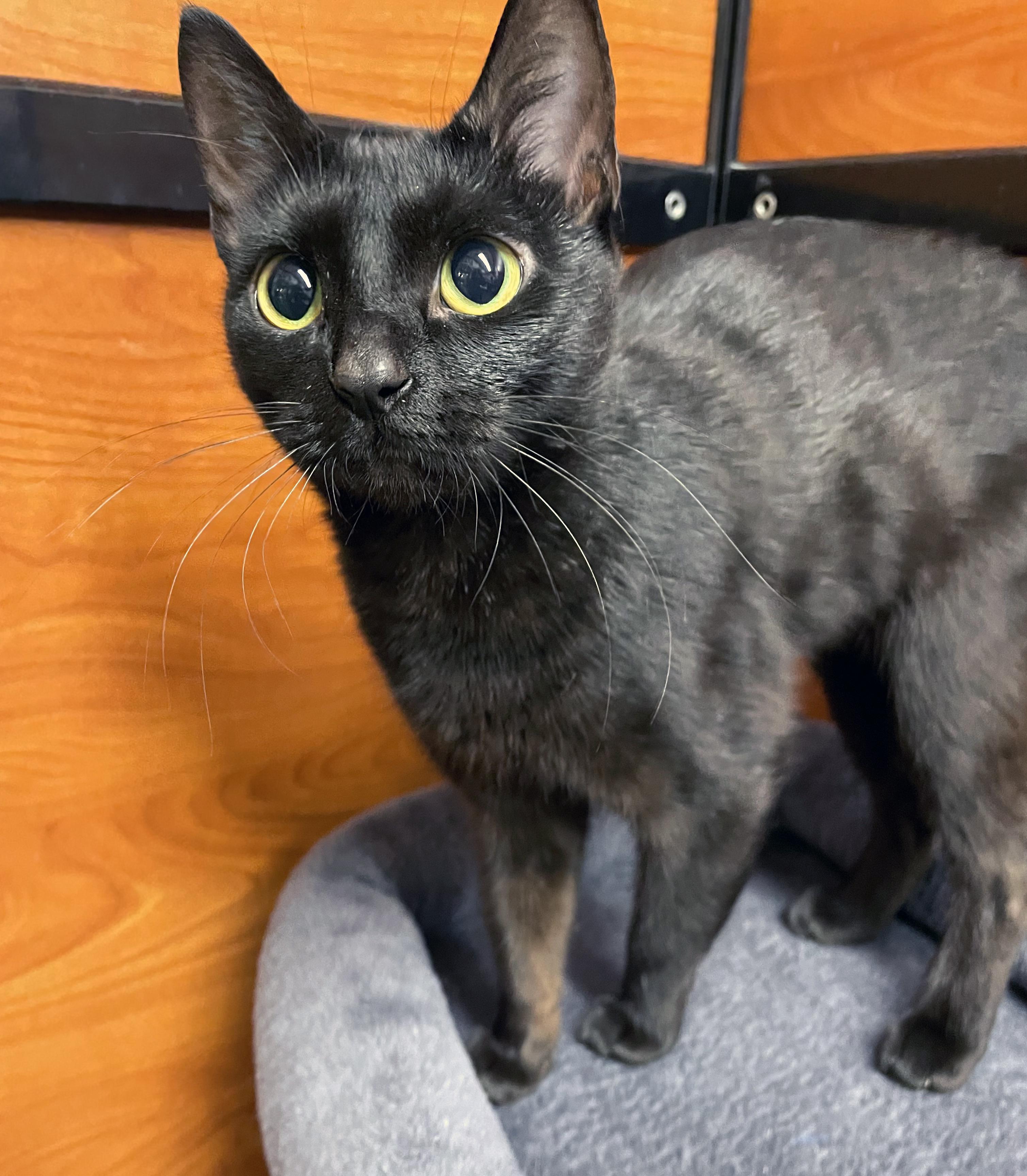 Enlarge Koko, a Adopted Domestic Short Hair in Centerville, UT image 2/5