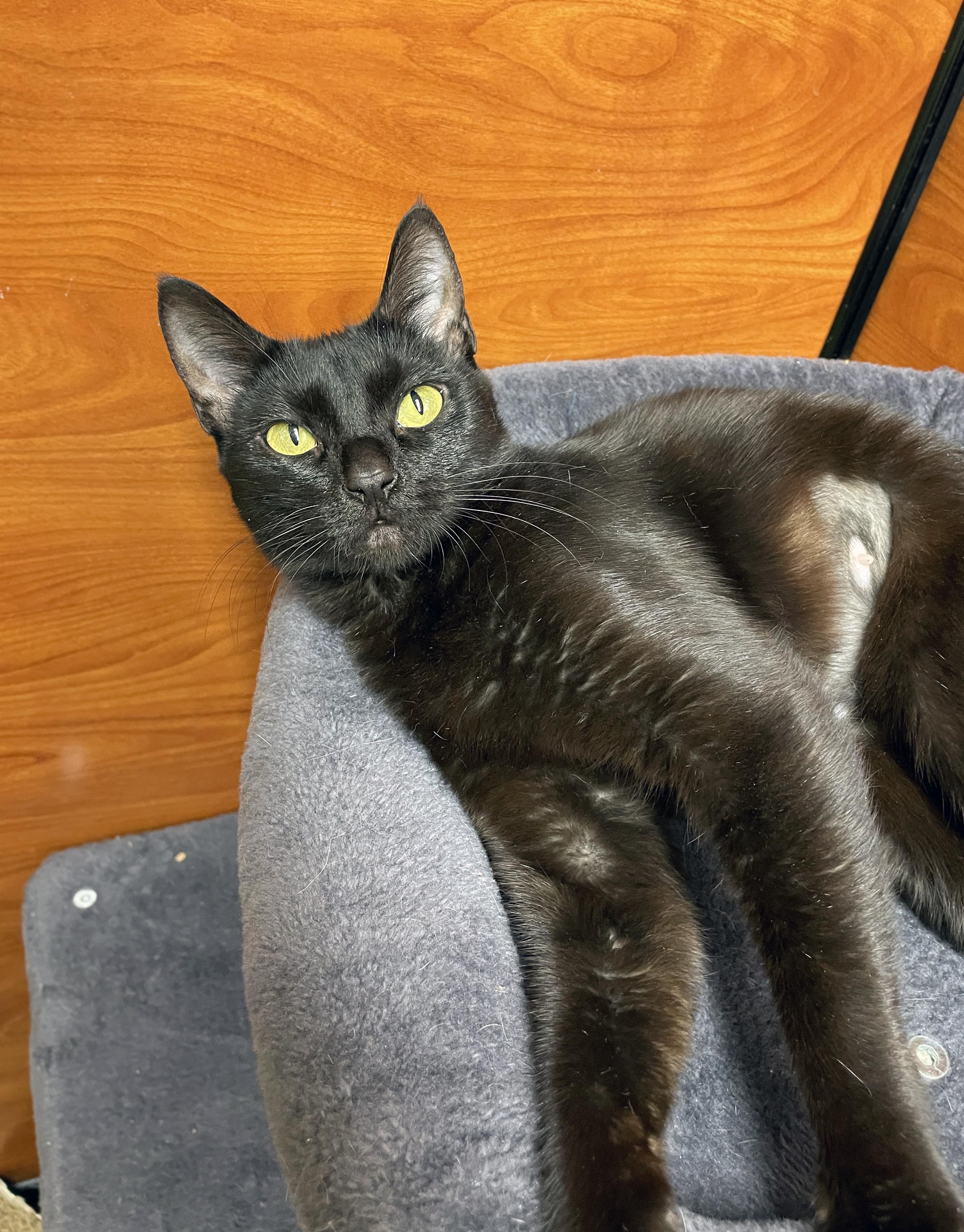 Enlarge Koko, a Adopted Domestic Short Hair in Centerville, UT image 5/5