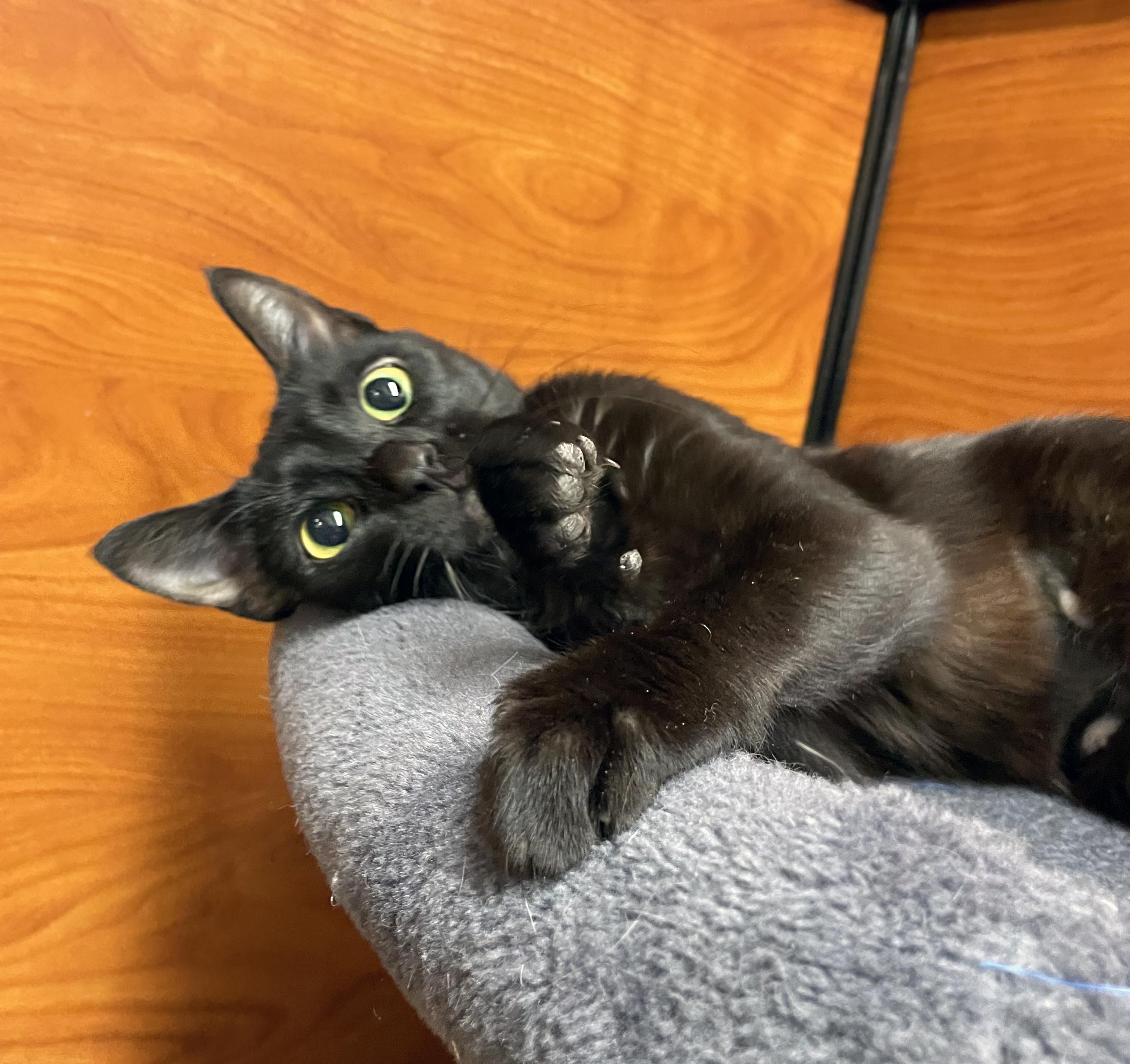 Enlarge Koko, a Adopted Domestic Short Hair in Centerville, UT image 3/5