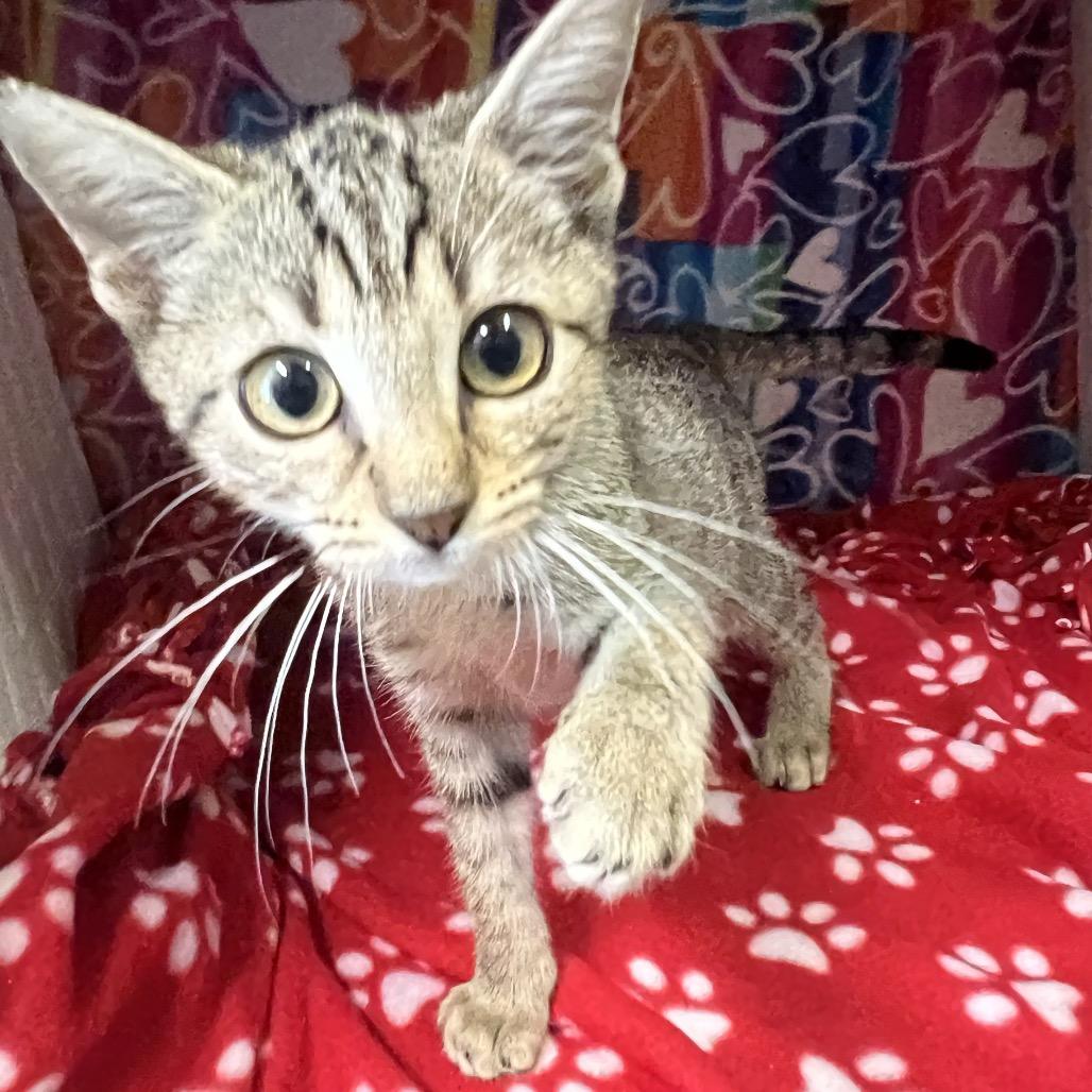 Fleece, Adoptable, Kitten Female Domestic Short Hair.
