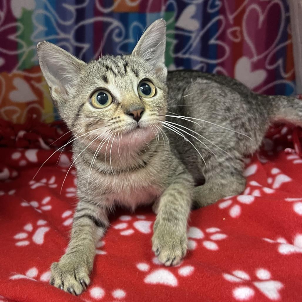 Enlarge Fleece, a Adoptable Domestic Short Hair in Naples, FL image 2/6