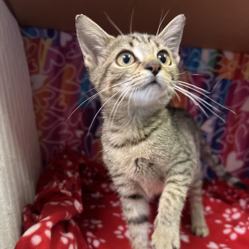 Enlarge Fleece, a Adoptable Domestic Short Hair in Naples, FL image 3/6