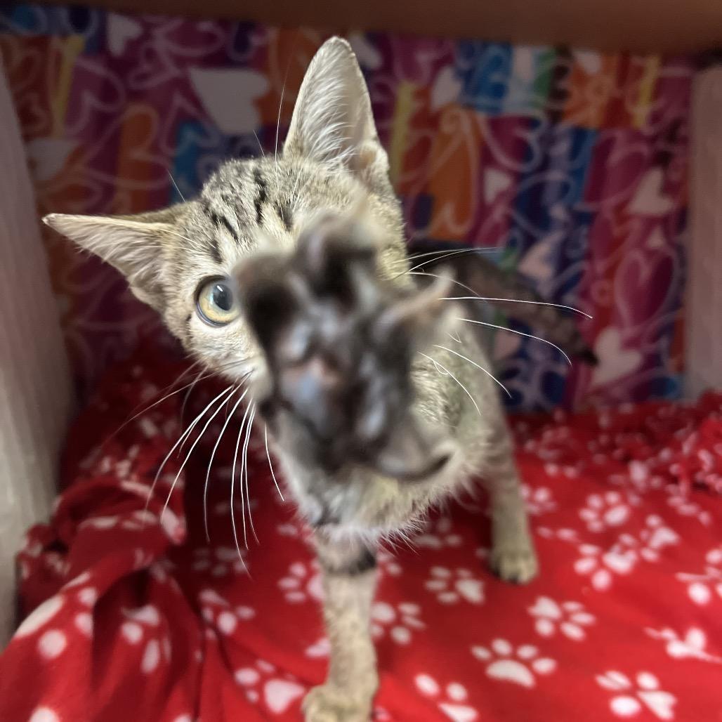 Enlarge Fleece, a Adoptable Domestic Short Hair in Naples, FL image 4/6