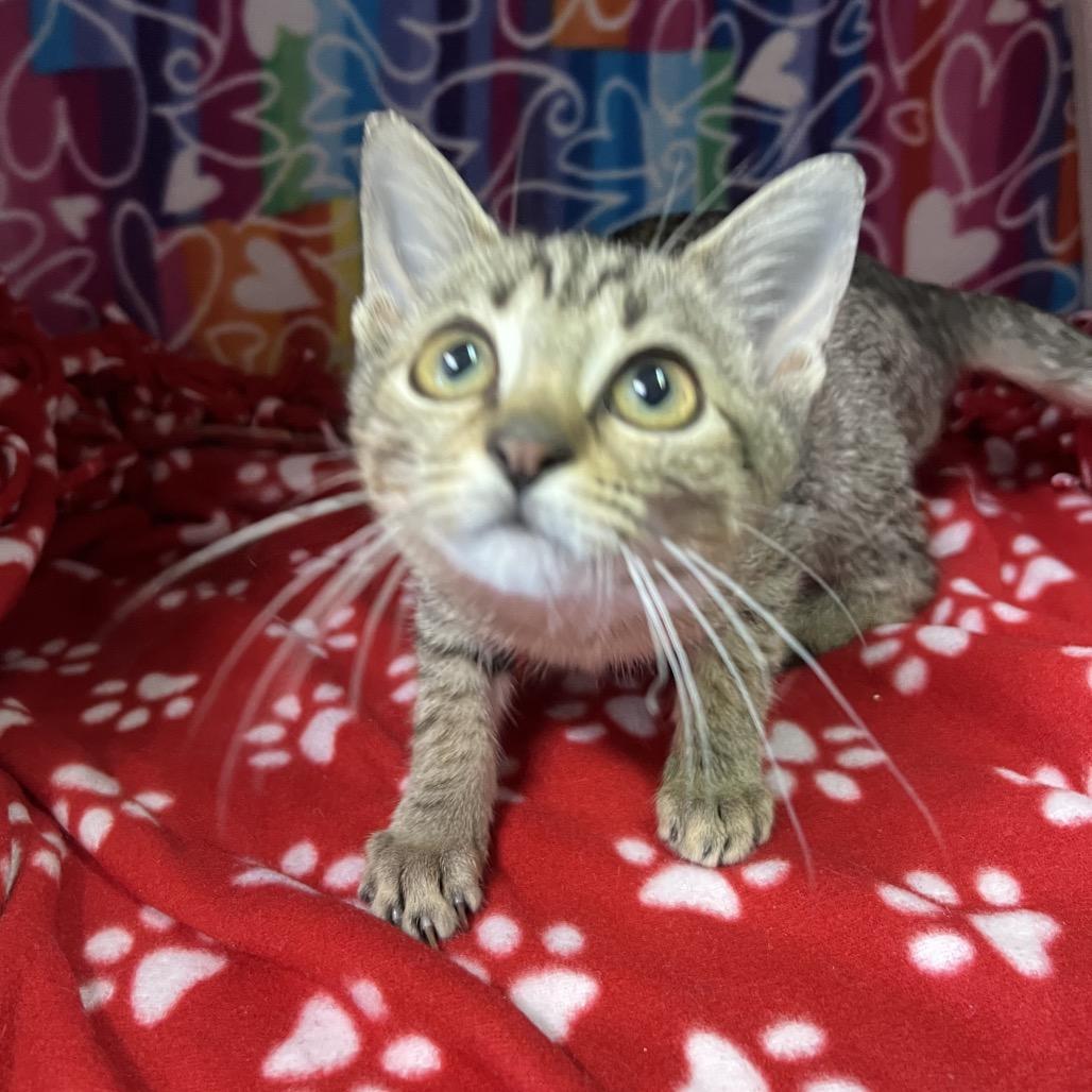 Enlarge Fleece, a Adoptable Domestic Short Hair in Naples, FL image 5/6