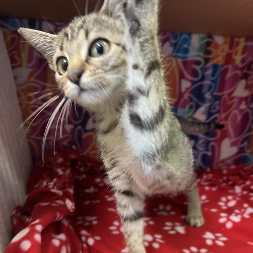 Enlarge Fleece, a Adoptable Domestic Short Hair in Naples, FL image 6/6