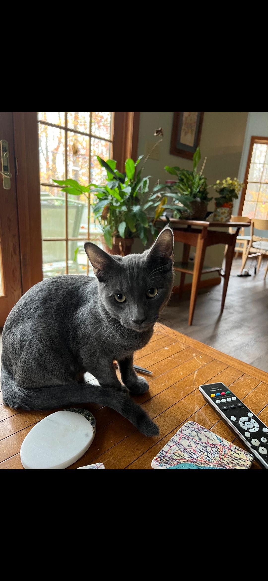 Nash, Adoptable, Young Male Domestic Short Hair.
