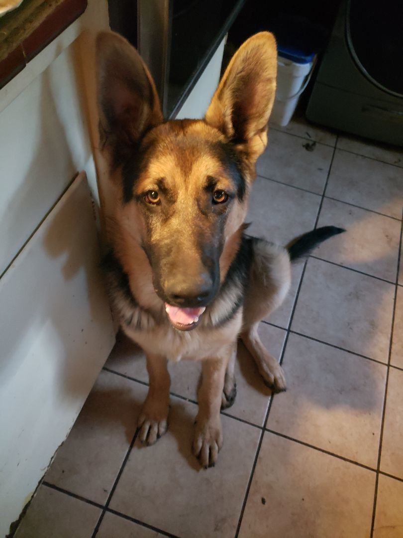 SCHAEFER, a Adoptable German Shepherd Dog in Roy, WA image 1/4