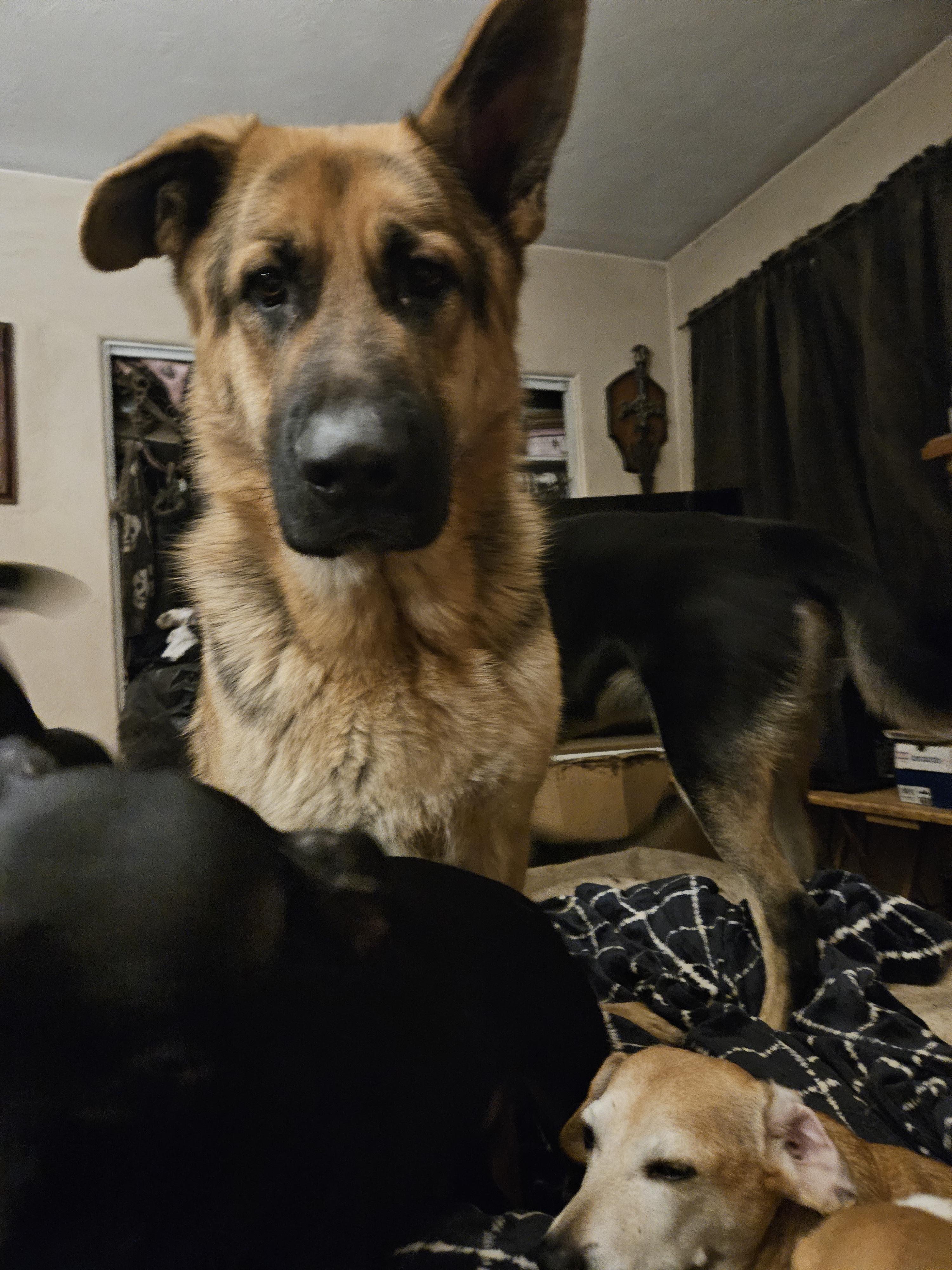 SCHAEFER, Adoptable, Young Male German Shepherd Dog.