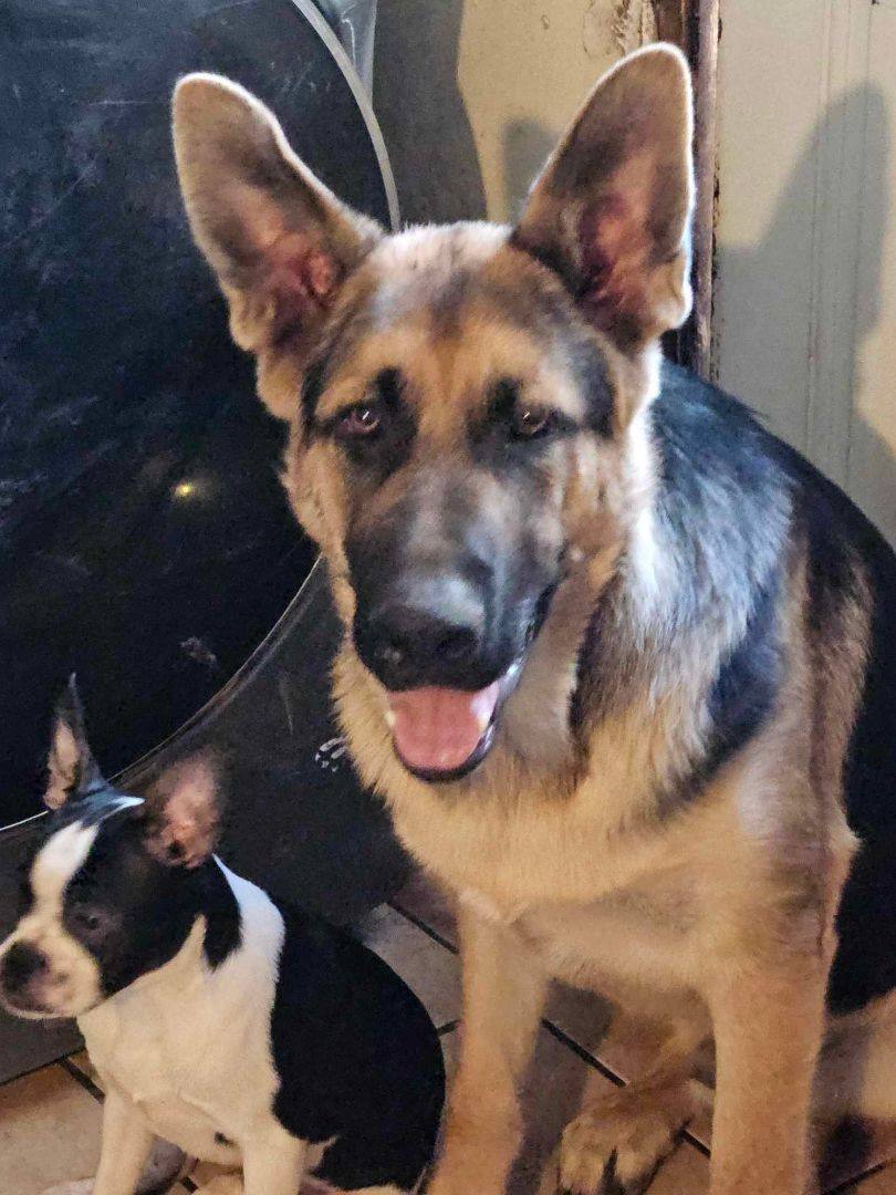 SCHAEFER, a Adoptable German Shepherd Dog in Roy, WA image 3/4