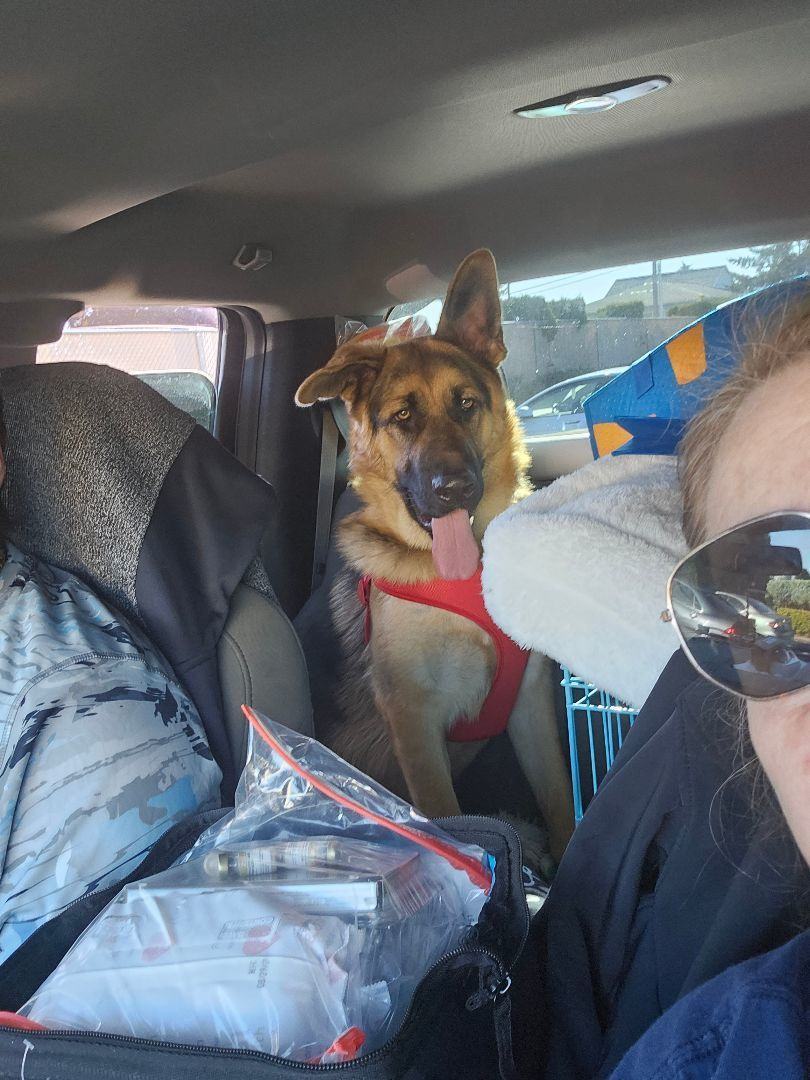 SCHAEFER, a Adoptable German Shepherd Dog in Roy, WA image 4/4