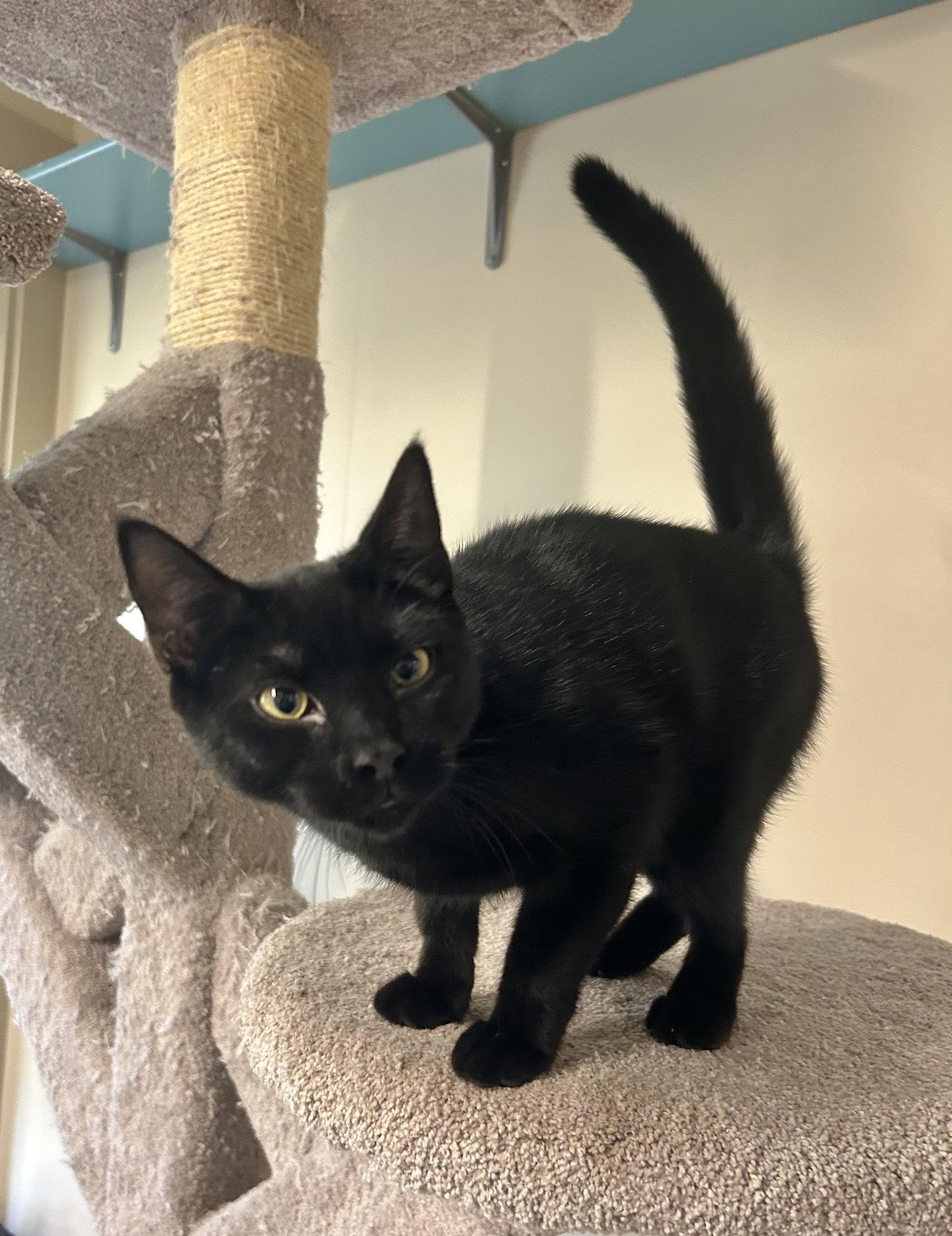 Millie, Adopted, Young Female Domestic Short Hair.