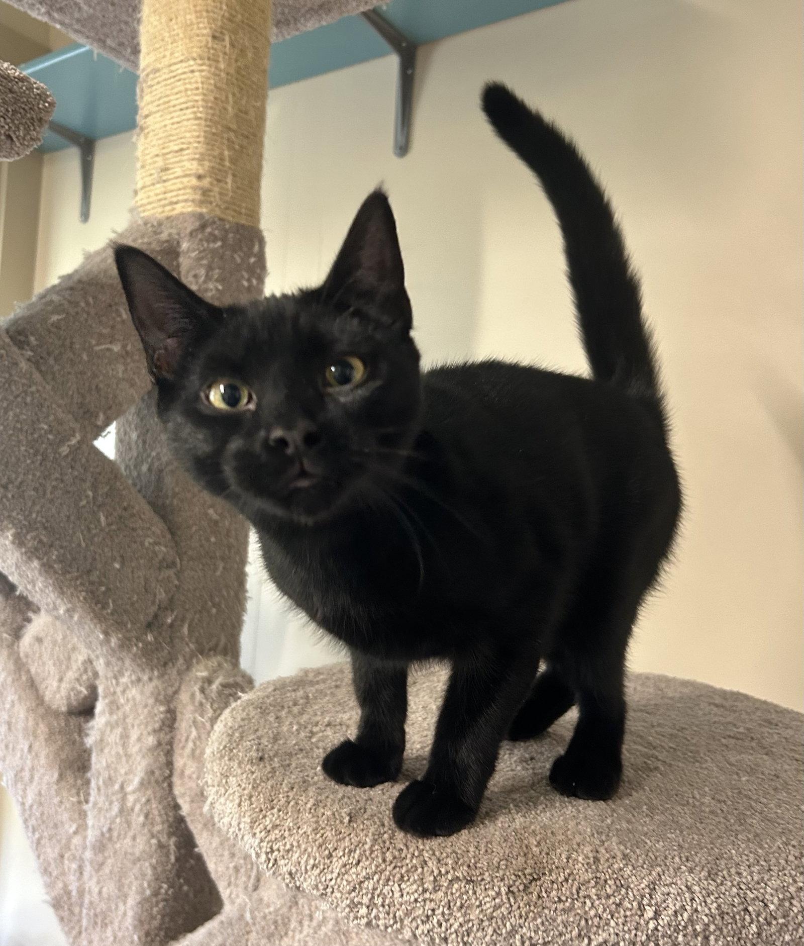 Enlarge Millie, a Adopted Domestic Short Hair in Arlington, VT image 2/3