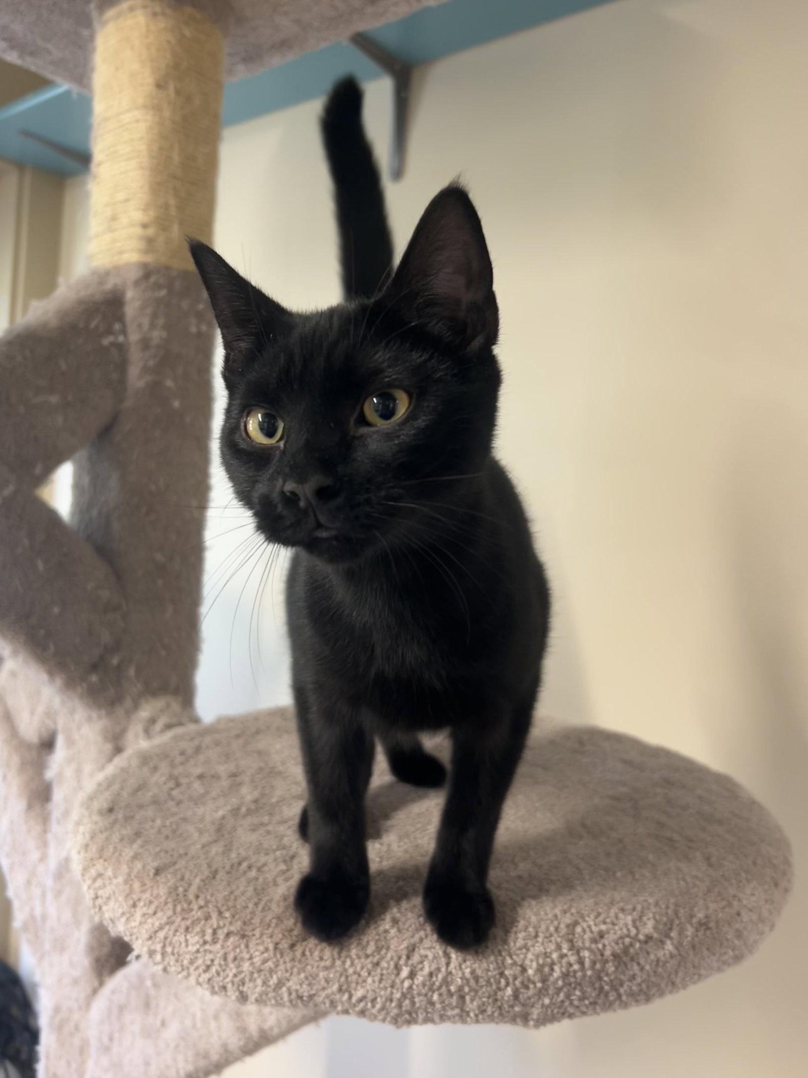 Enlarge Millie, a Adopted Domestic Short Hair in Arlington, VT image 3/3