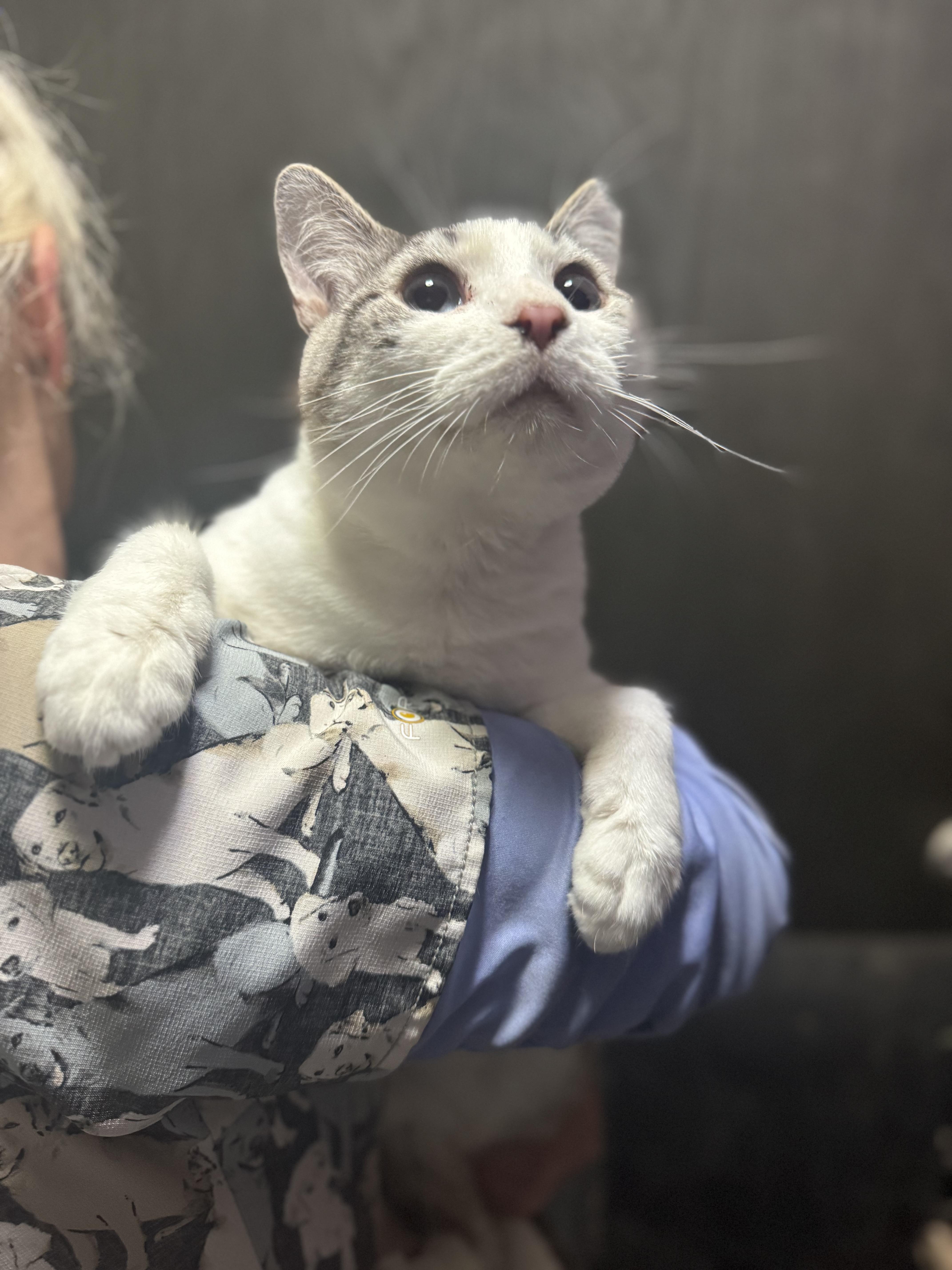 Parker & Sawyer, Adoptable, Adult Male Domestic Short Hair.