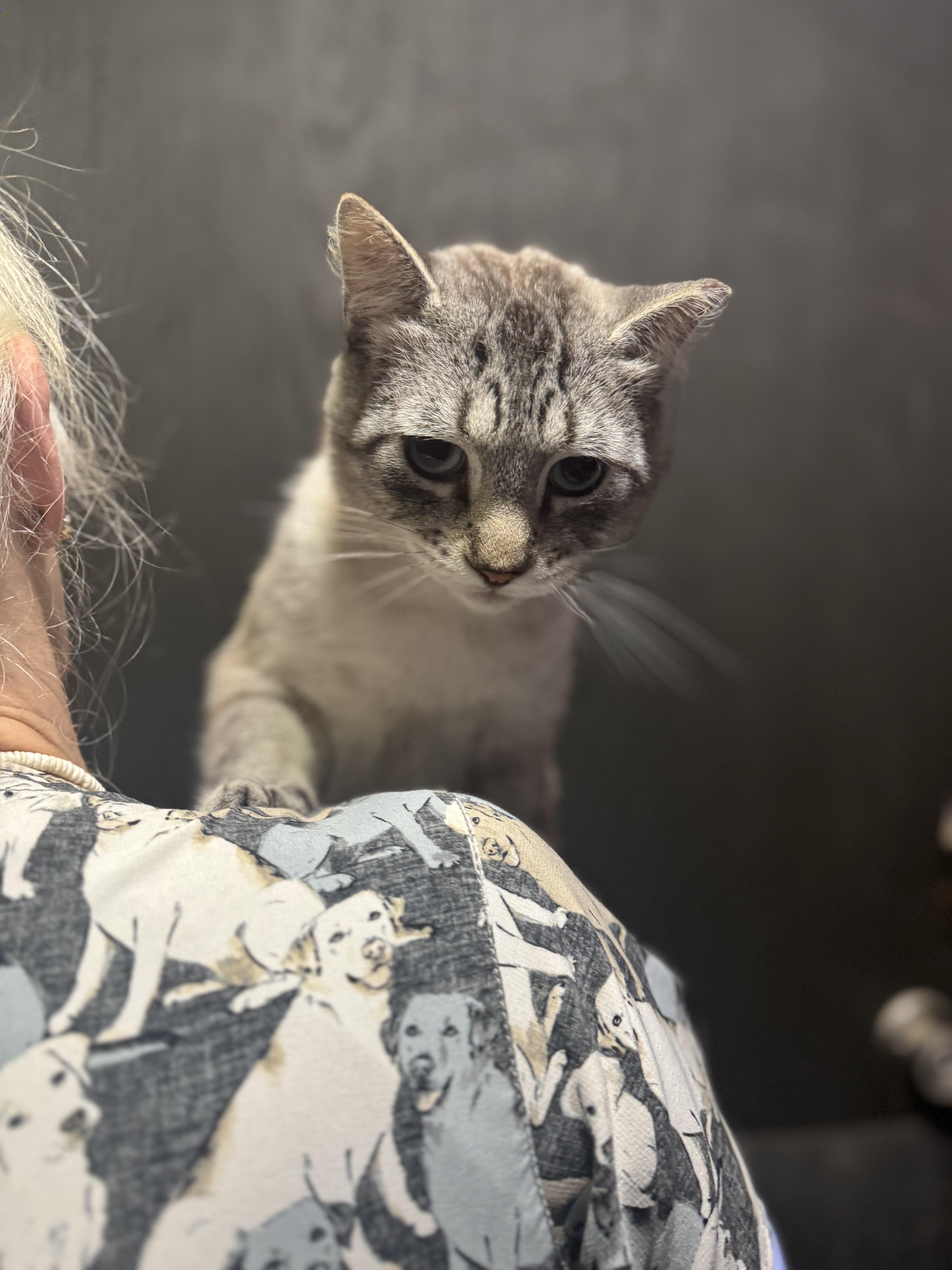 Enlarge Parker & Sawyer, a Adoptable Domestic Short Hair in Seattle, WA image 2/6