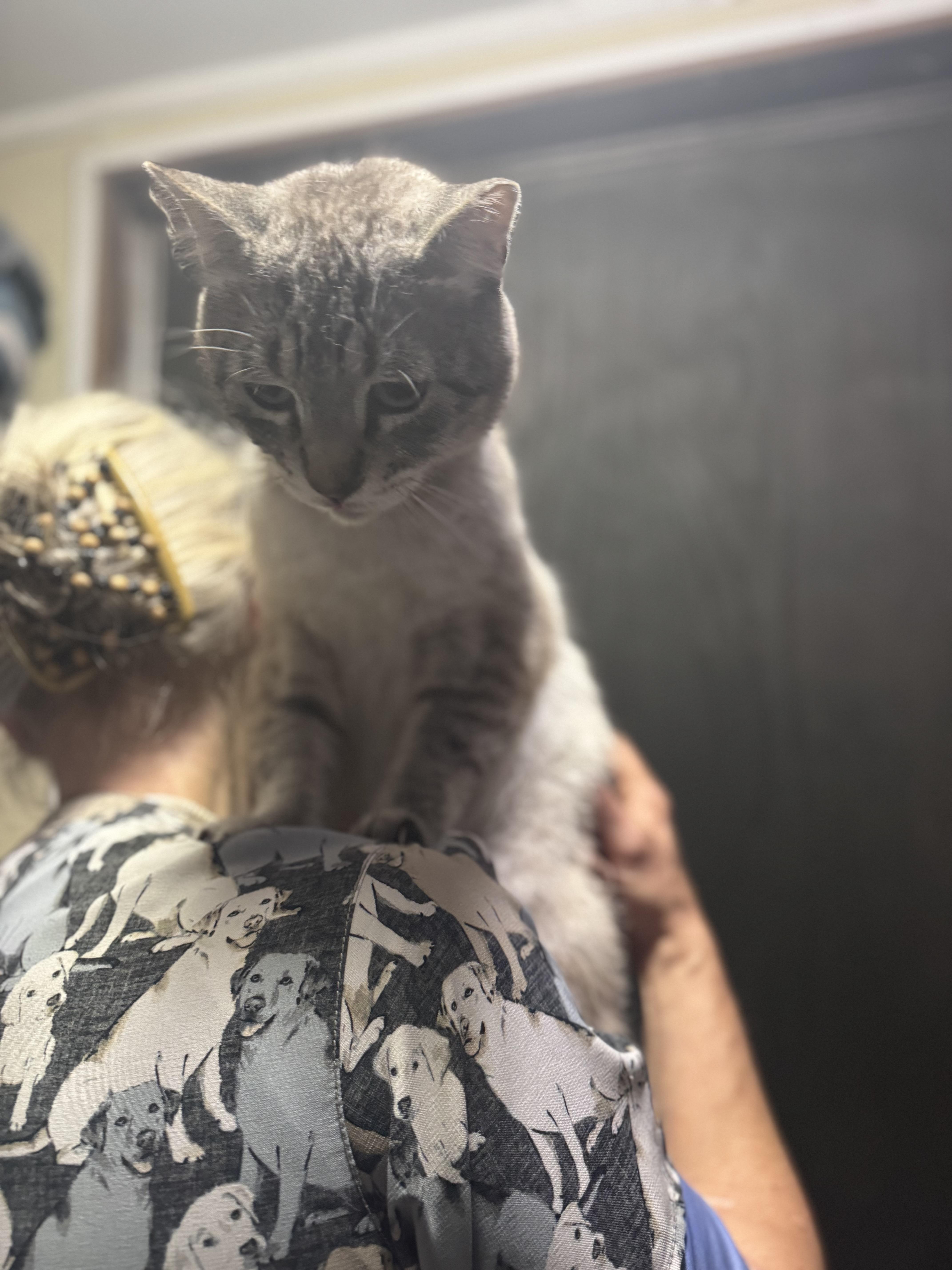 Enlarge Parker & Sawyer, a Adoptable Domestic Short Hair in Seattle, WA image 3/6