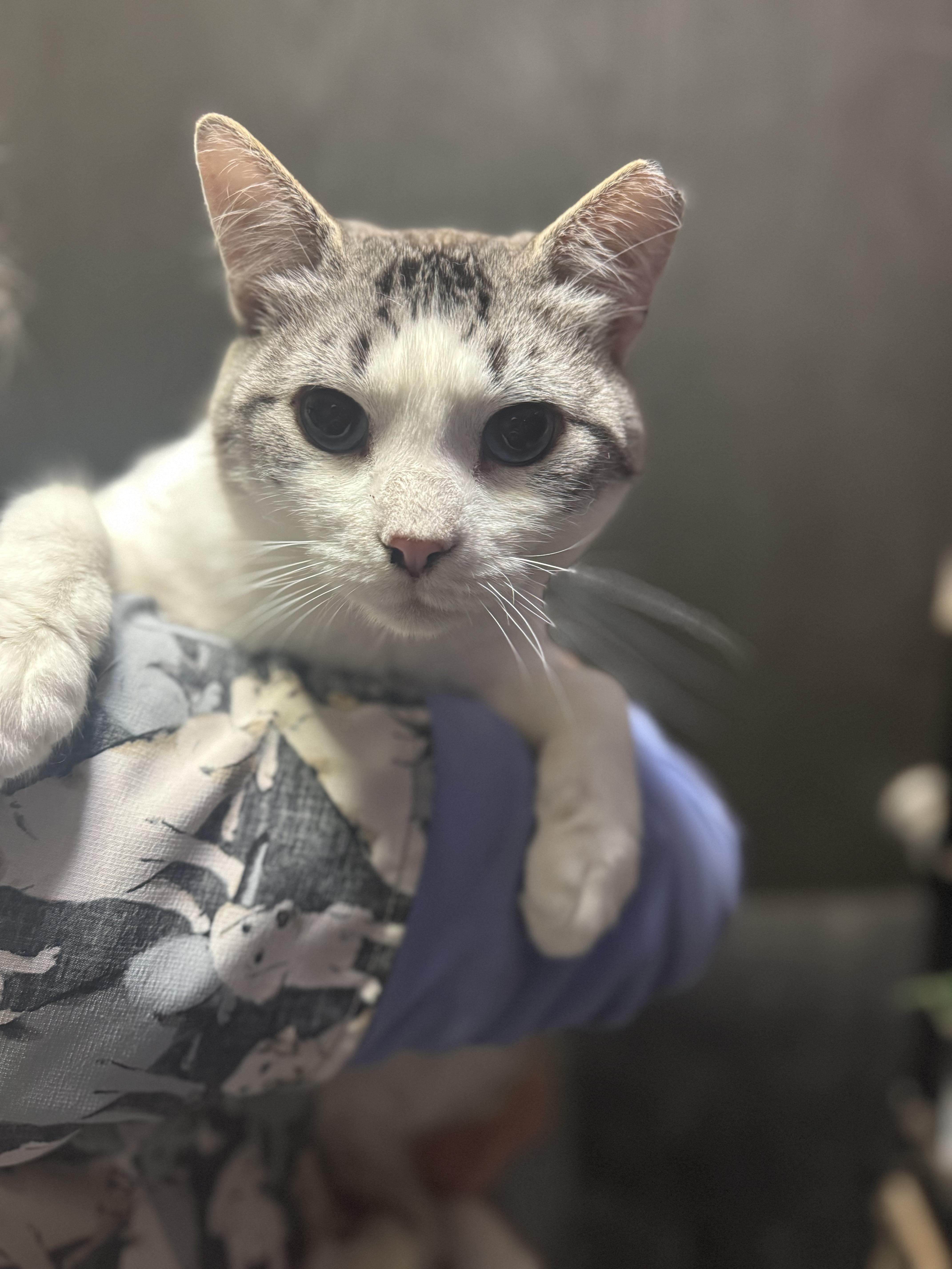 Enlarge Parker & Sawyer, a Adoptable Domestic Short Hair in Seattle, WA image 5/6